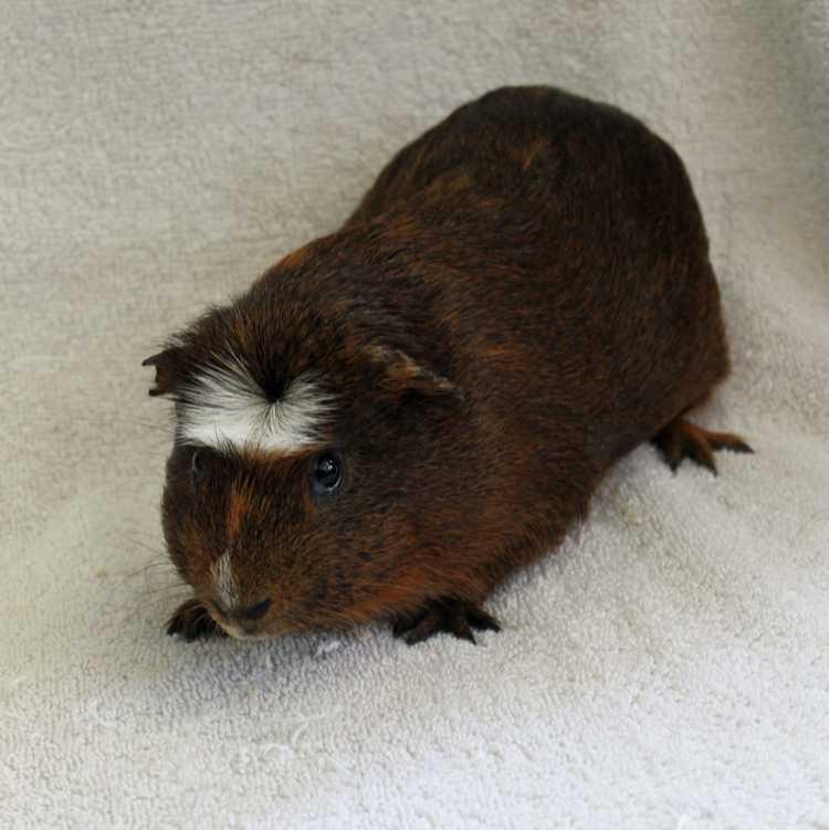 Nachman, Adopted, Adult Male Guinea Pig.