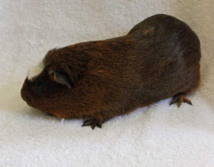 Nachman, a Adopted Guinea Pig in San Diego, CA image 3/6