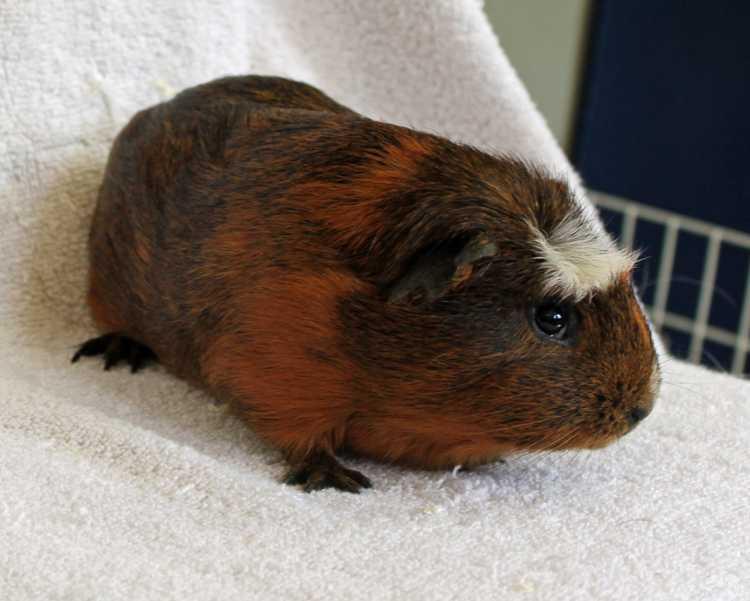 Nachman, a Adopted Guinea Pig in San Diego, CA image 6/6