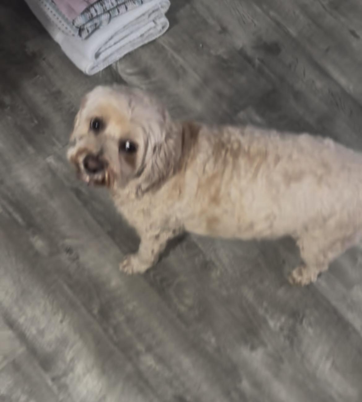 Mia 7yr, Adoptable, Adult Female Cocker Spaniel.