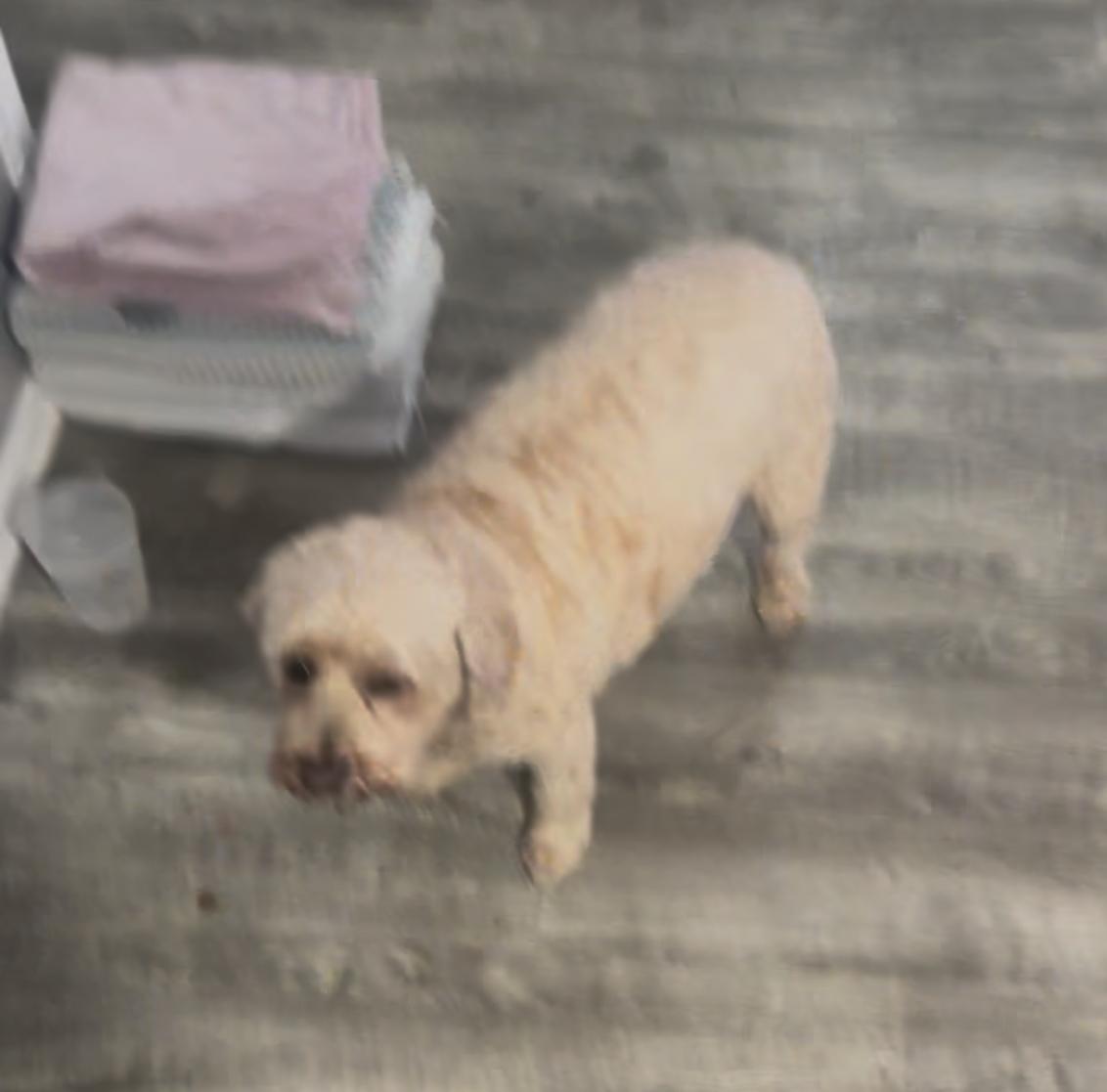 Enlarge Mia 7yr, a Adoptable Cocker Spaniel in Mentor, OH image 2/4