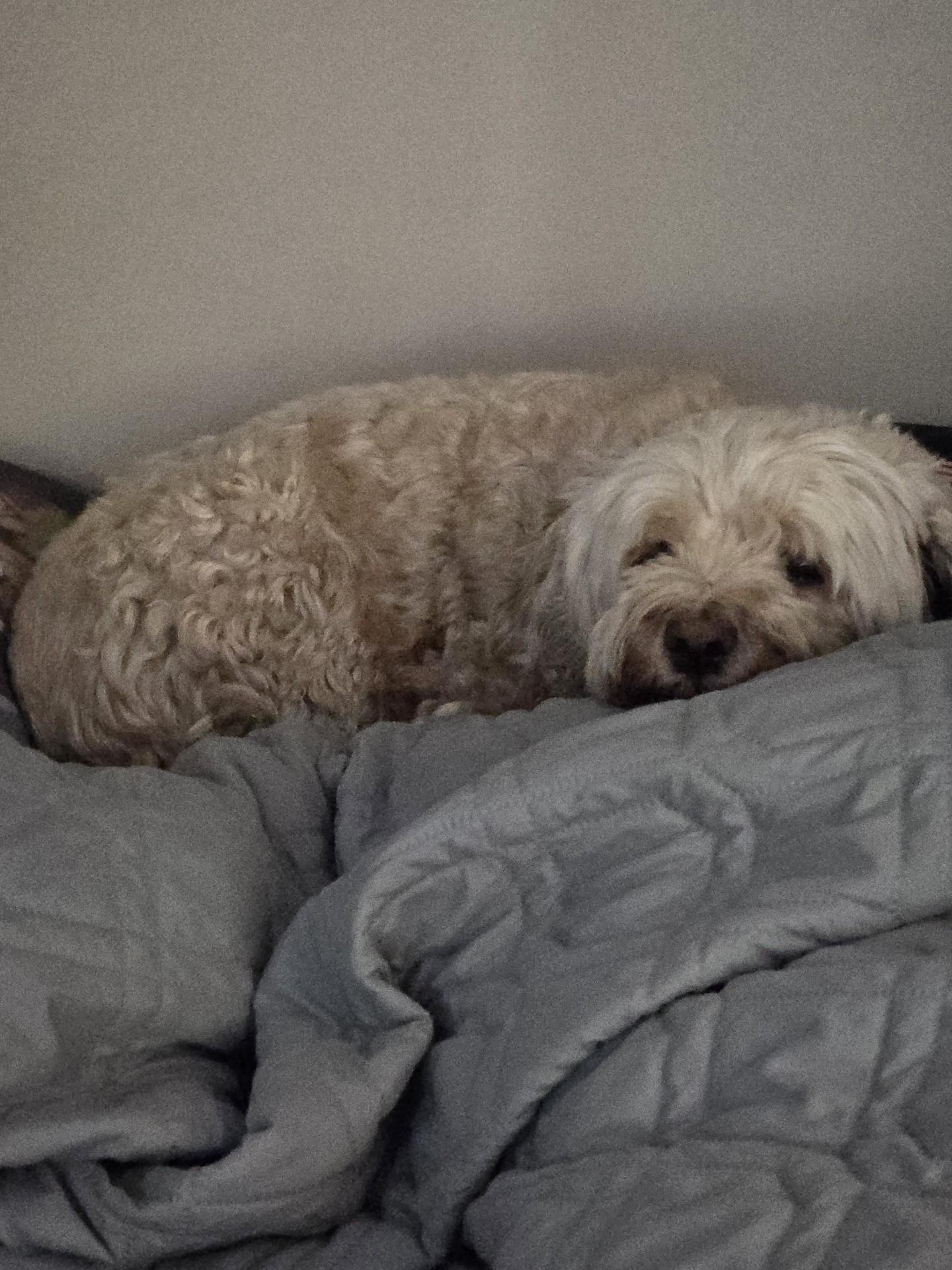 Enlarge Mia 7yr, a Adoptable Cocker Spaniel in Mentor, OH image 3/4