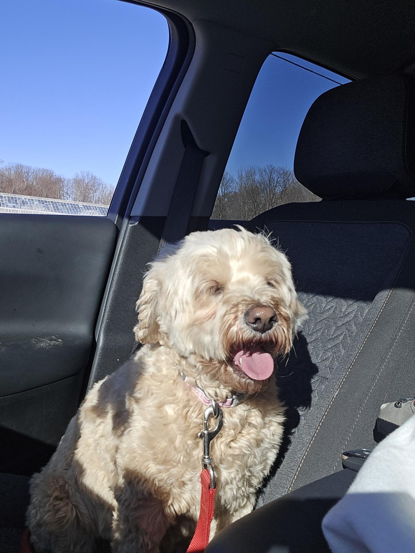Enlarge Mia 7yr, a Adoptable Cocker Spaniel in Mentor, OH image 4/4