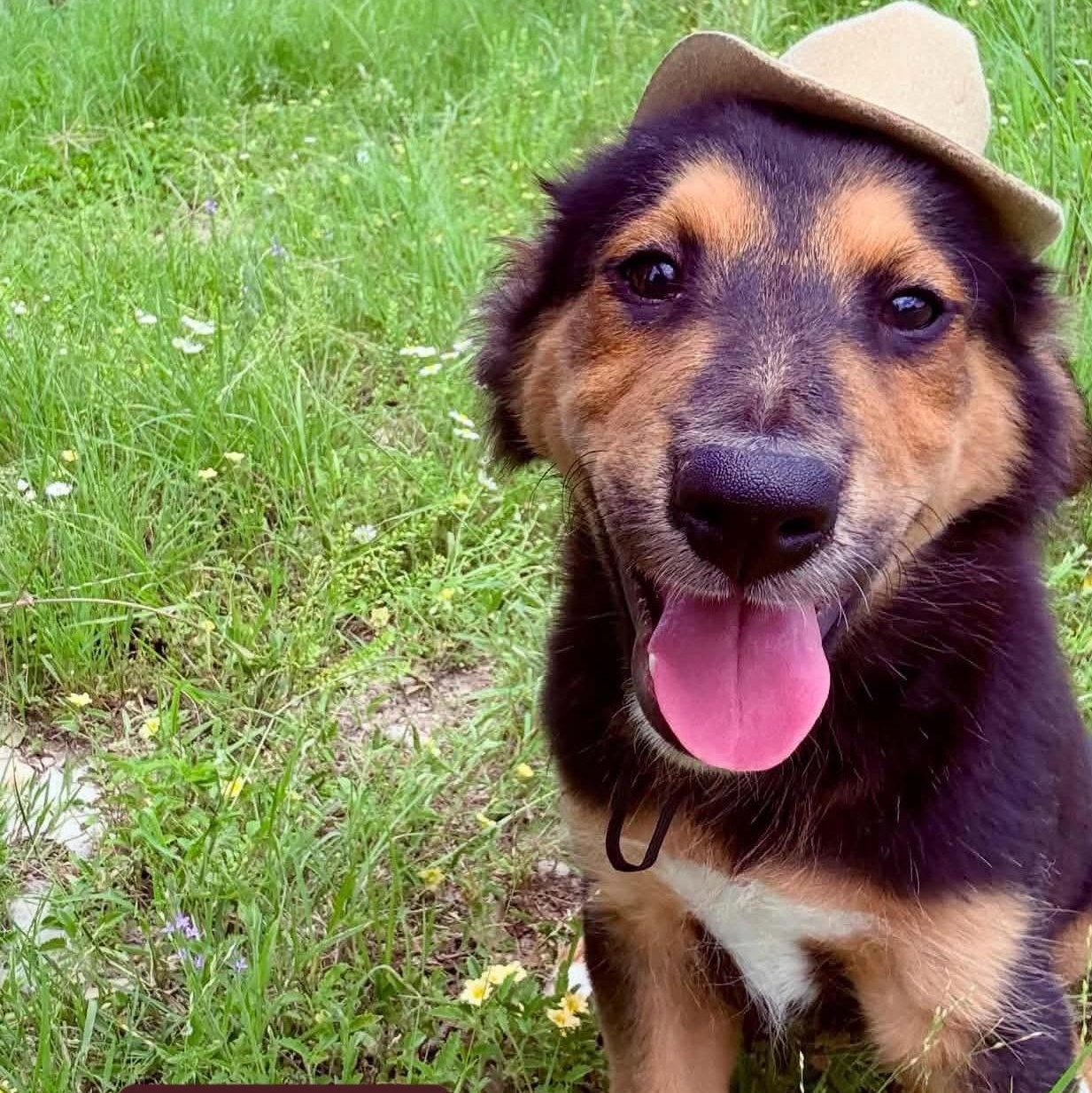 Enlarge Oso, an adopted mixed breed in Traverse City, MI image 1/1
