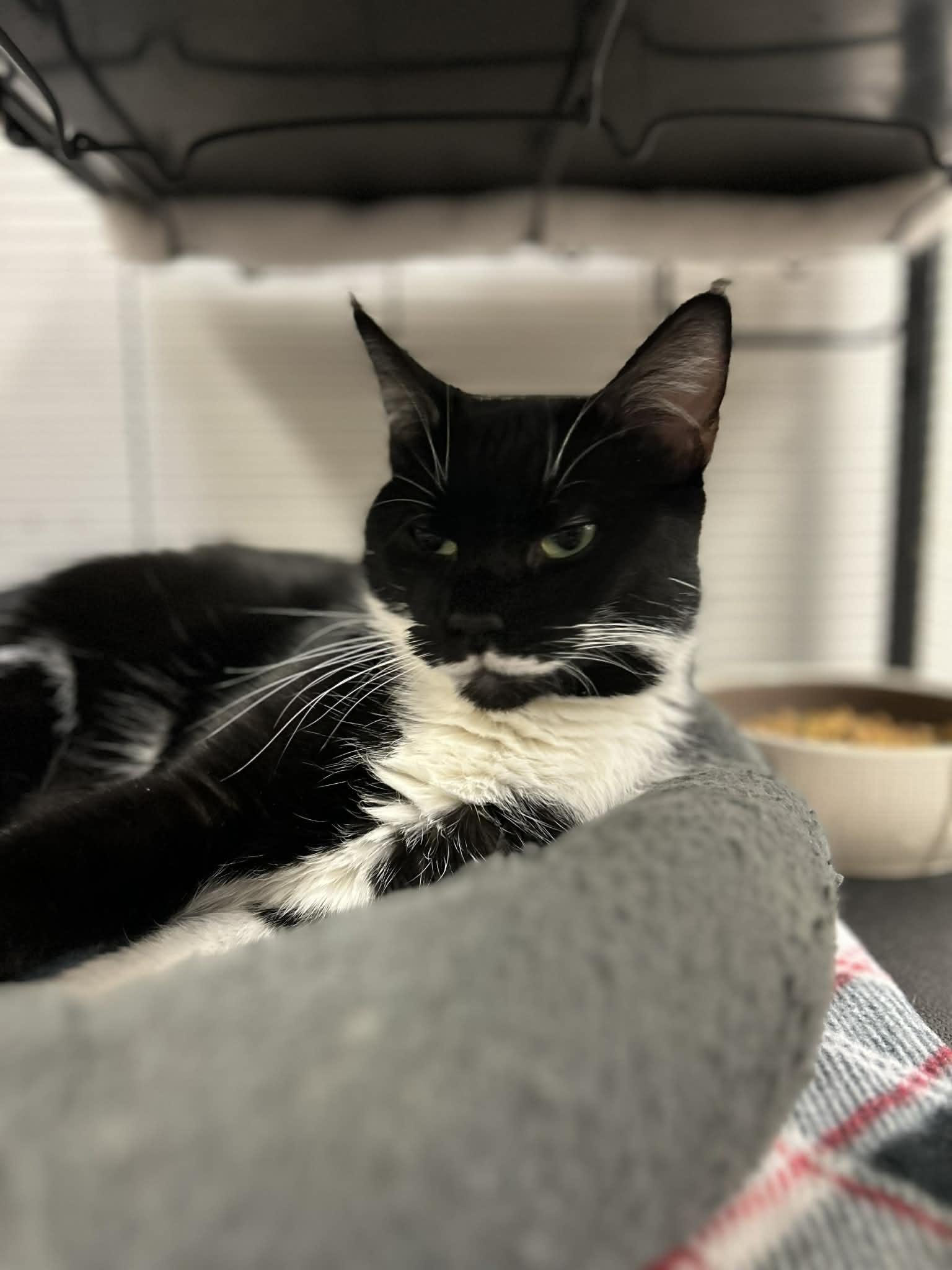 Enlarge Betty, a ADOPTABLE mixed breed in Chambersburg, PA image 1/1