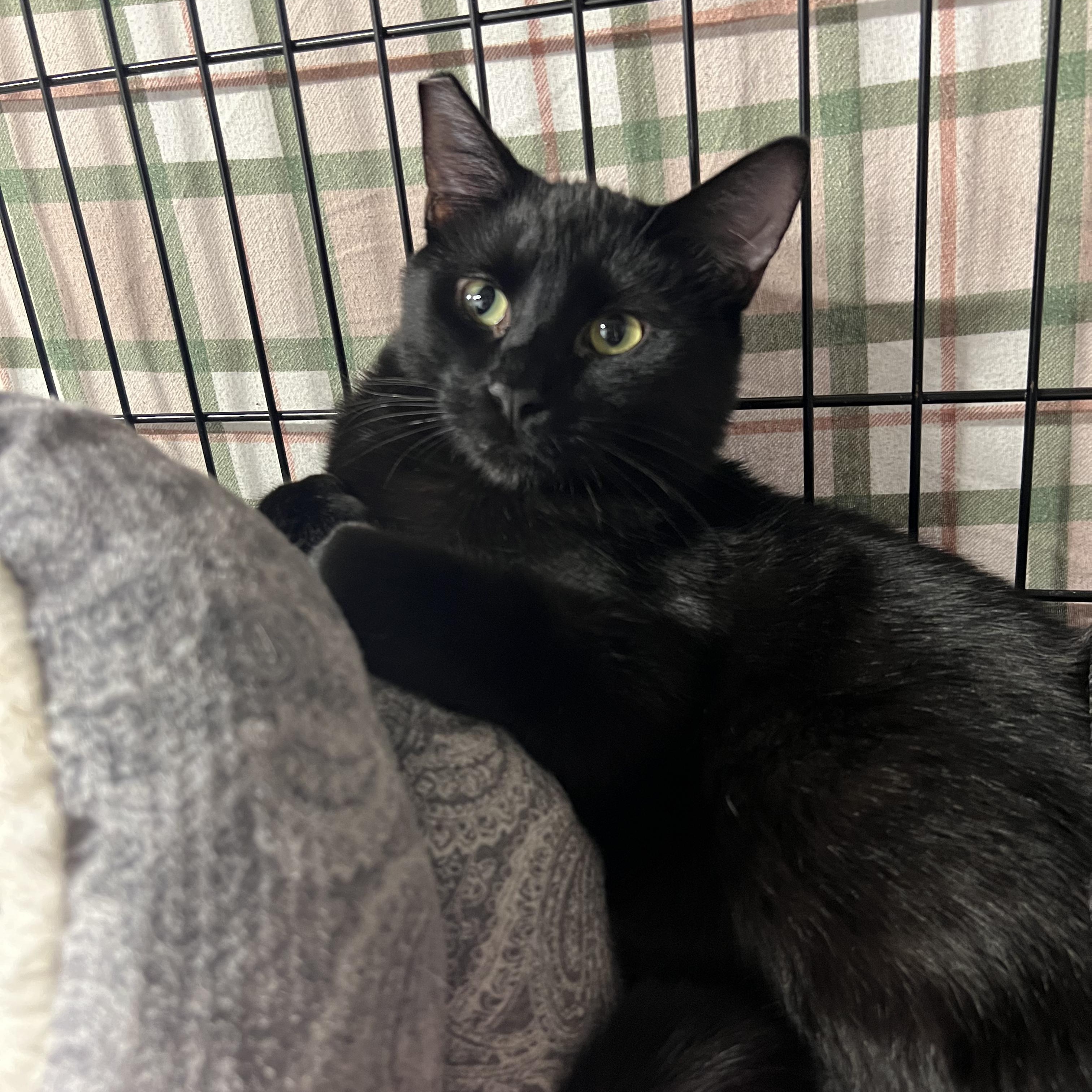 Enlarge Max, a ADOPTABLE American Shorthair in Altoona, PA image 1/1