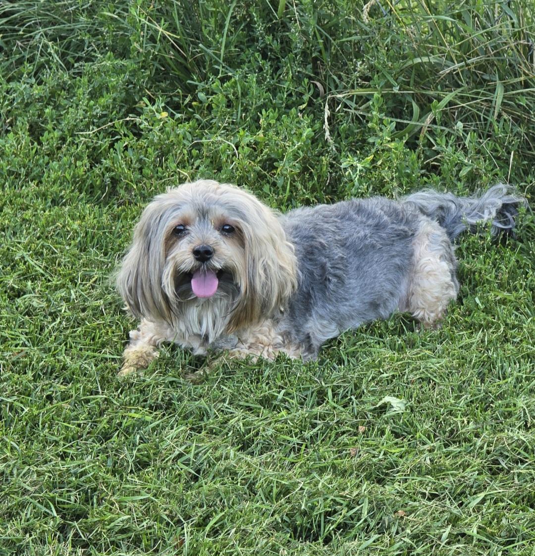 Sofie-*adopted*, an adoptable Yorkshire Terrier, Maltese in Jamestown, ND, 58401 | Photo Image 2