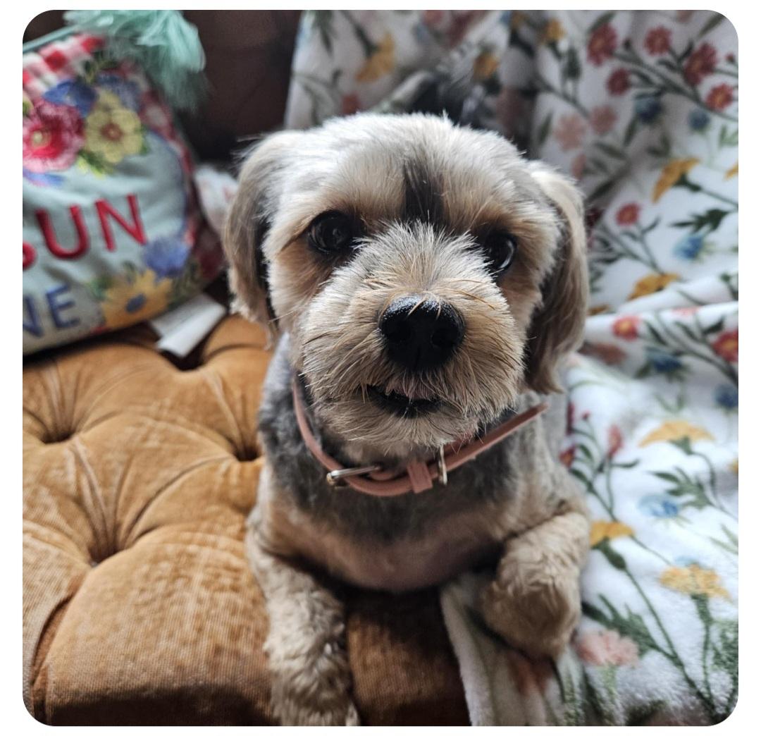 Sofie-*adopted*, an adoptable Yorkshire Terrier, Maltese in Jamestown, ND, 58401 | Photo Image 4
