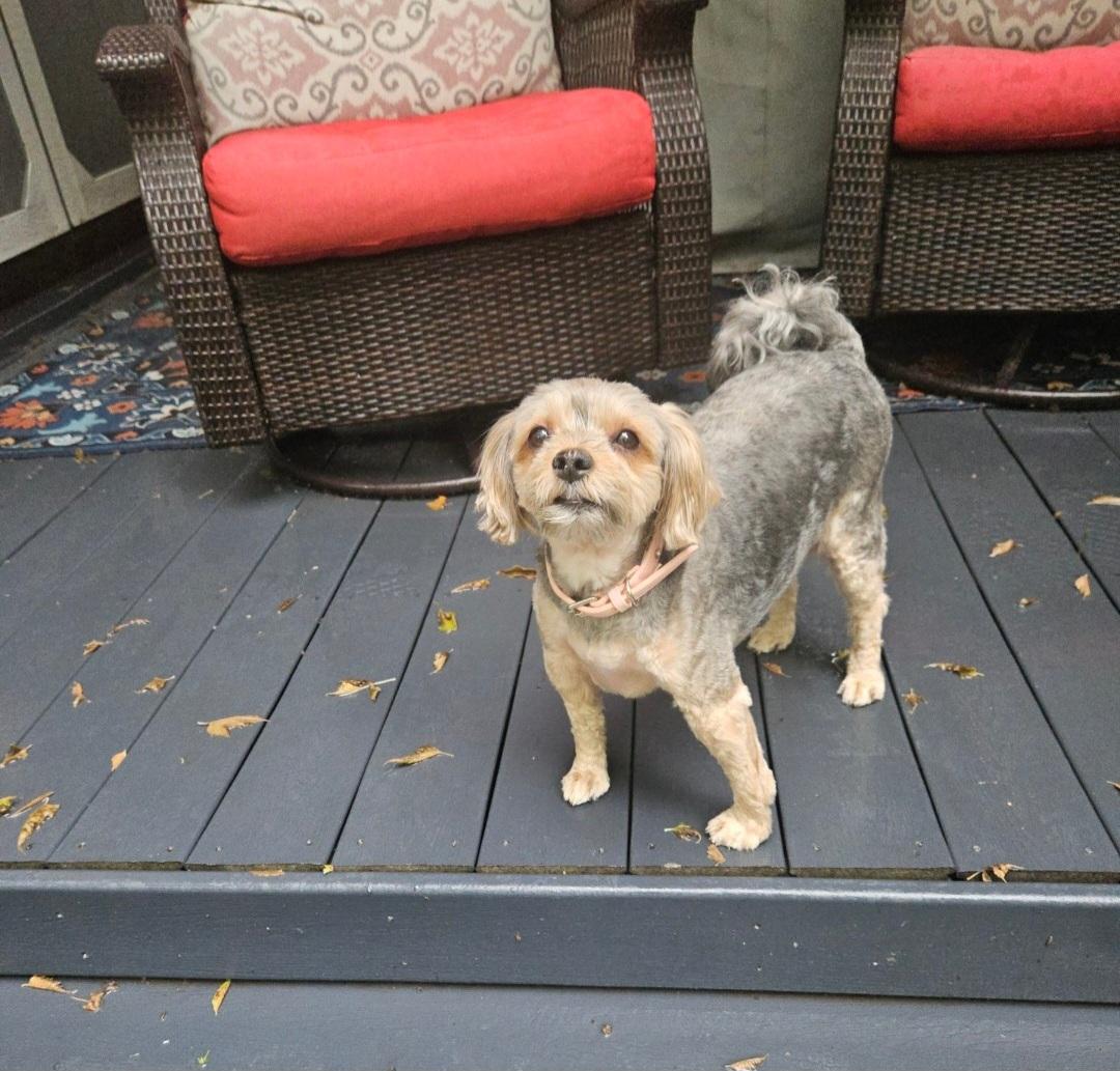 Sofie-*adopted*, an adoptable Yorkshire Terrier, Maltese in Jamestown, ND, 58401 | Photo Image 3