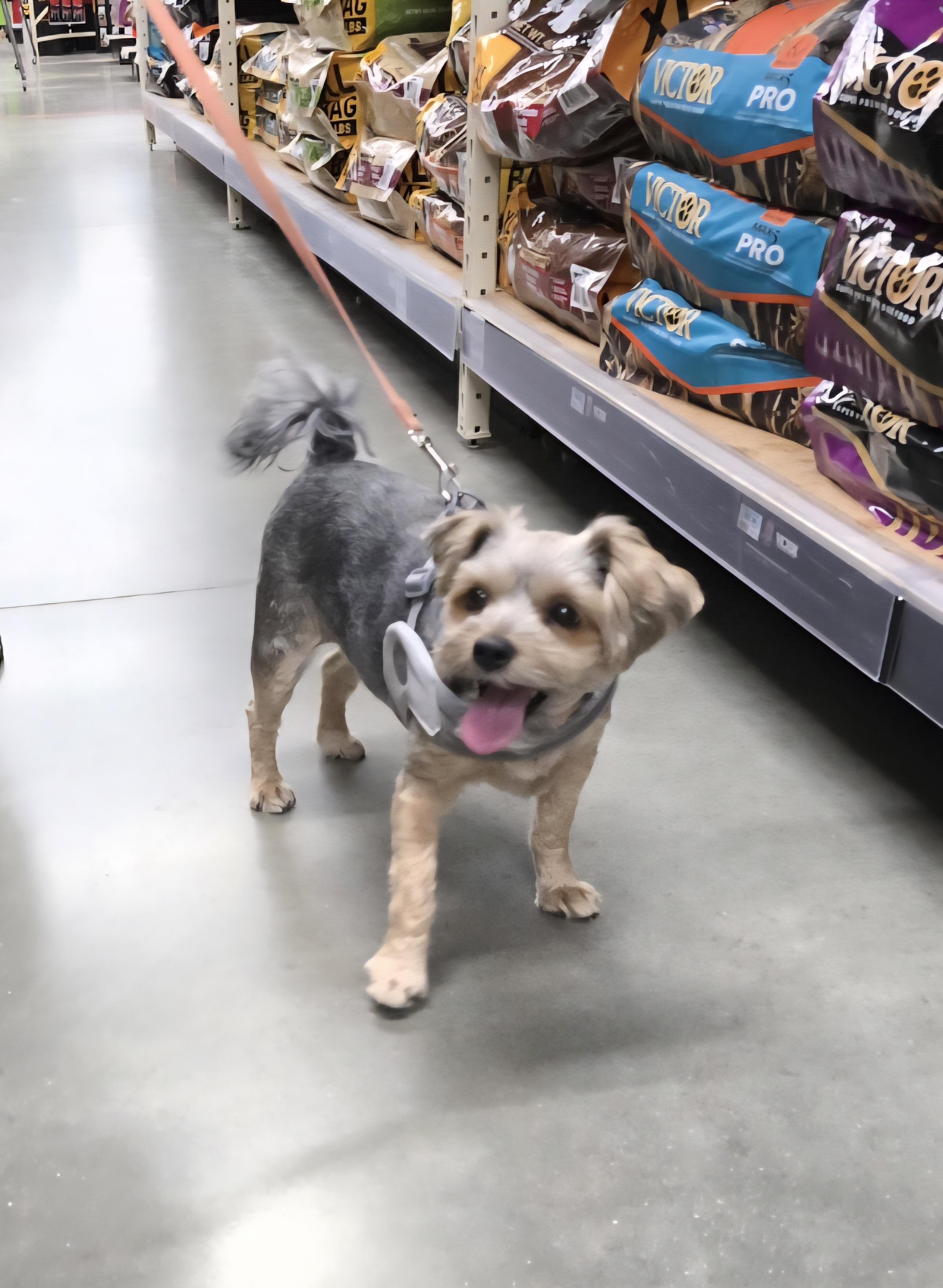 Sofie-*adopted*, an adoptable Yorkshire Terrier, Maltese in Jamestown, ND, 58401 | Photo Image 6