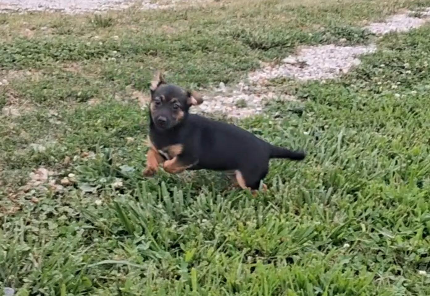 Milo, a ADOPTABLE mixed breed in Hillsboro, MO image 2/2