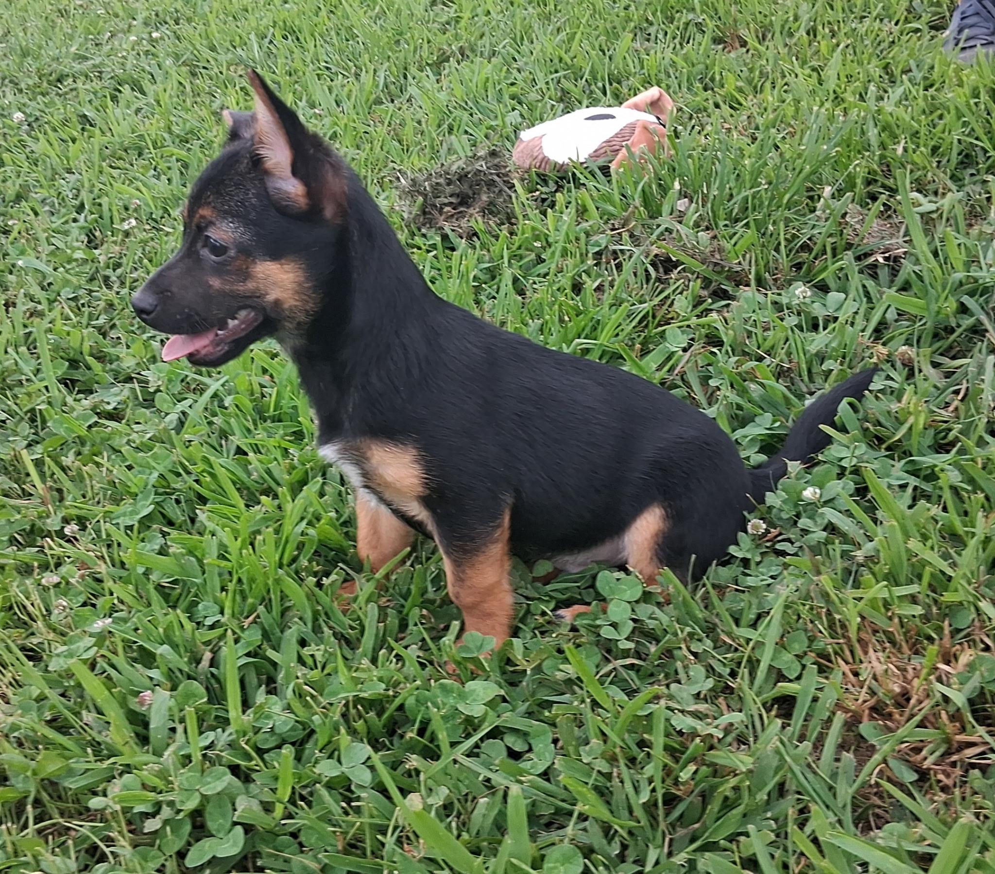 Milo, a ADOPTABLE mixed breed in Hillsboro, MO image 1/2