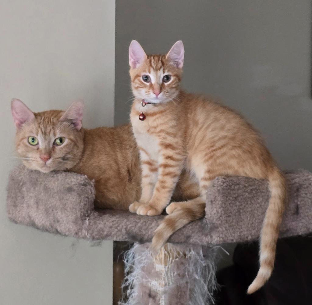 Fro Yo, Adoptable, Young Male Domestic Short Hair.