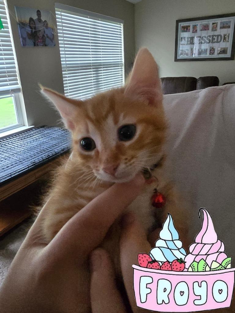 Enlarge Fro Yo, a Adoptable mixed breed in Evans, GA image 2/5