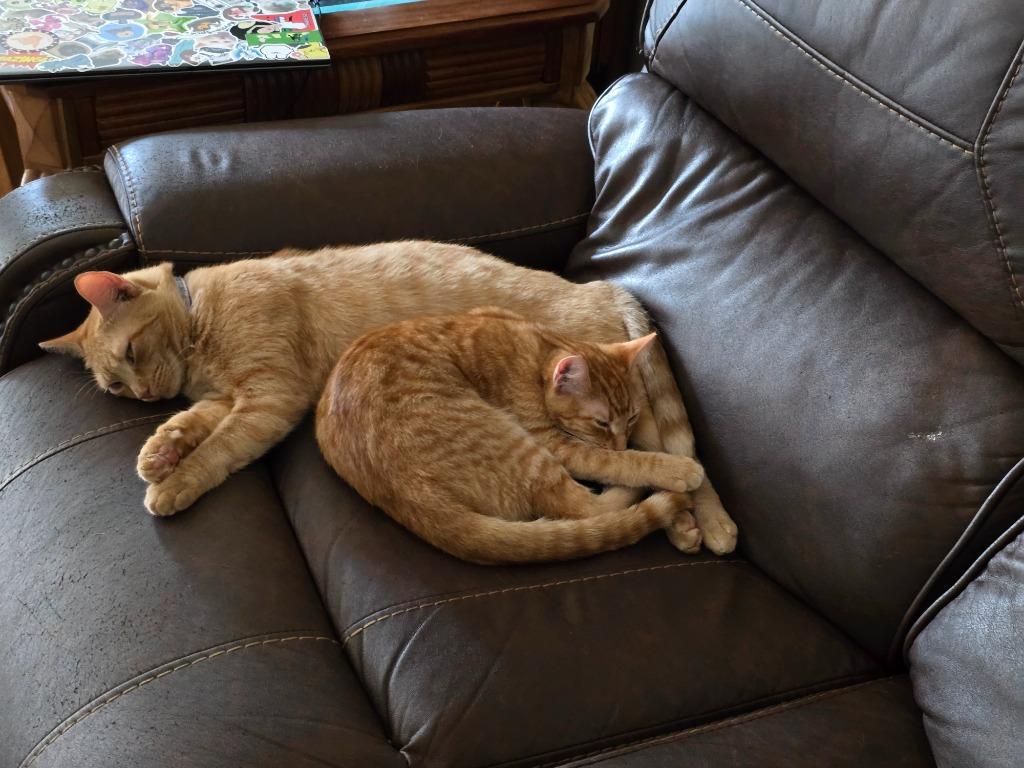 Enlarge Fro Yo, a Adoptable mixed breed in Evans, GA image 4/5