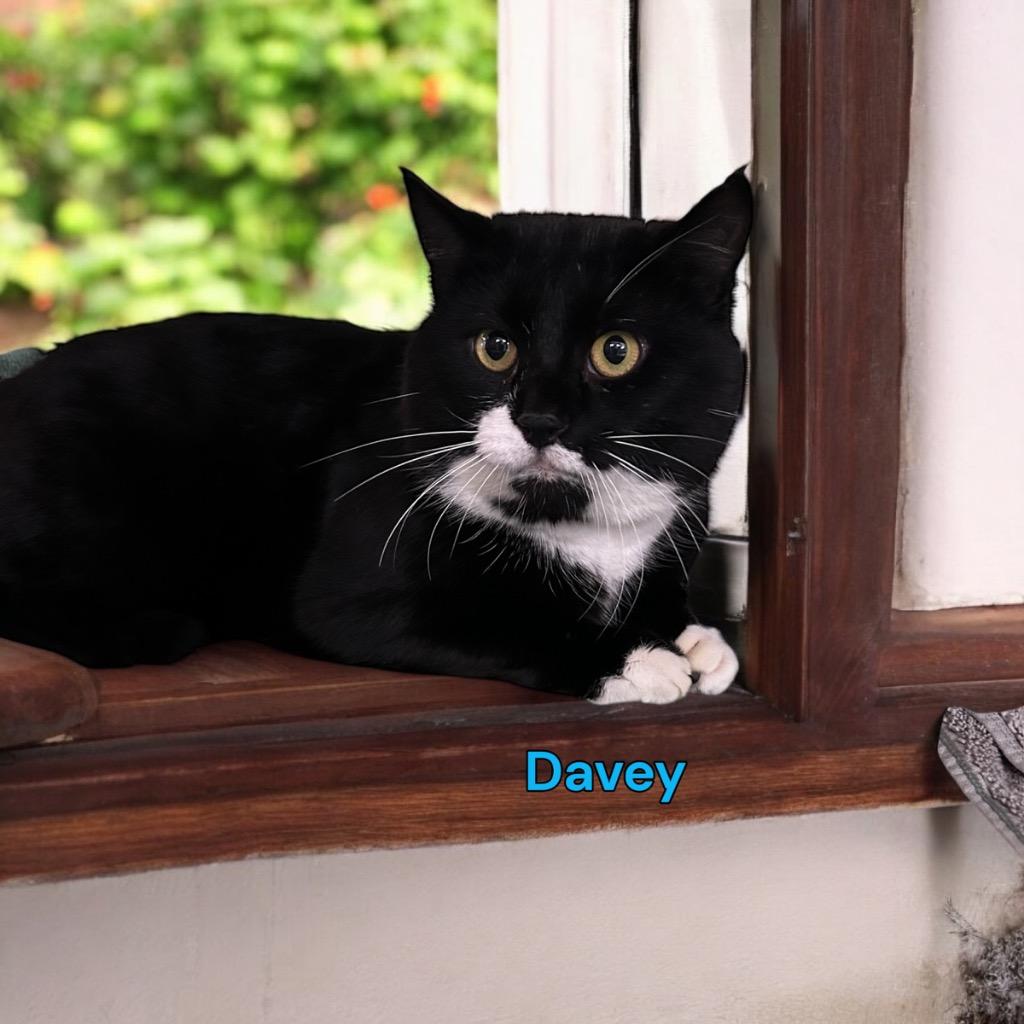 Davey, Adoptable, Adult Male Domestic Long Hair.