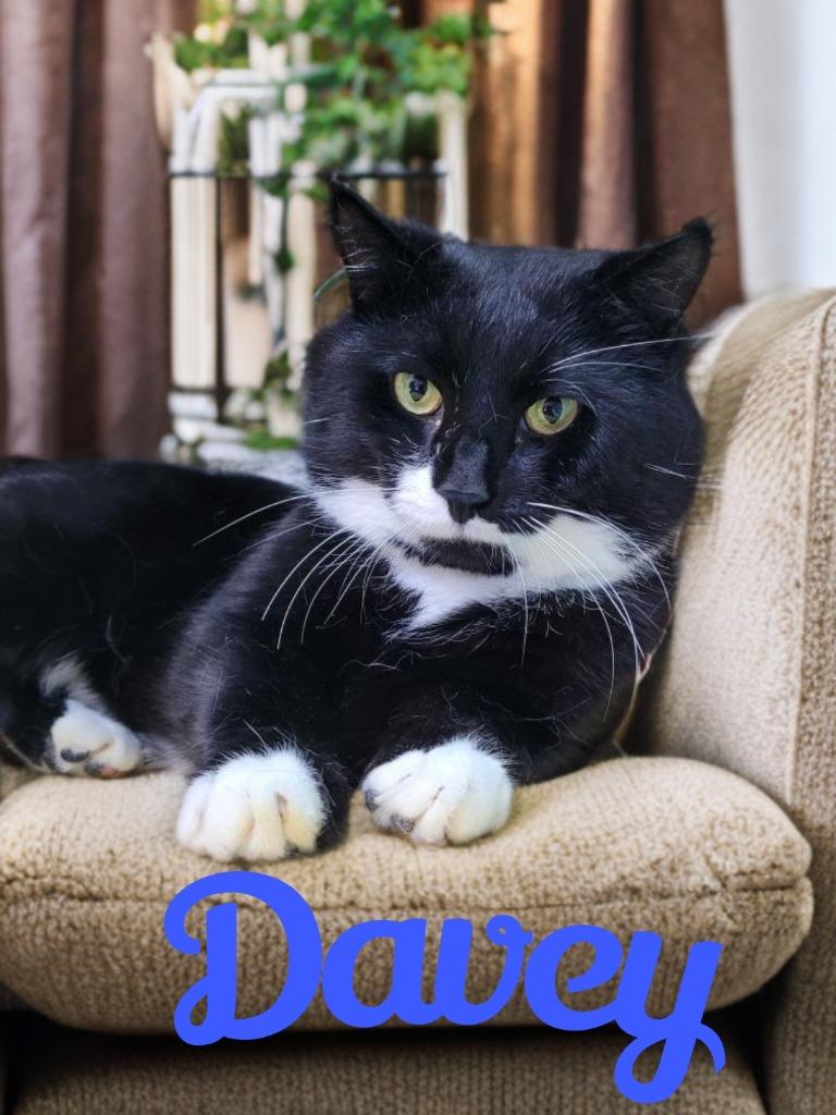 Enlarge Davey, a Adoptable mixed breed in Jim Thorpe, PA image 2/2