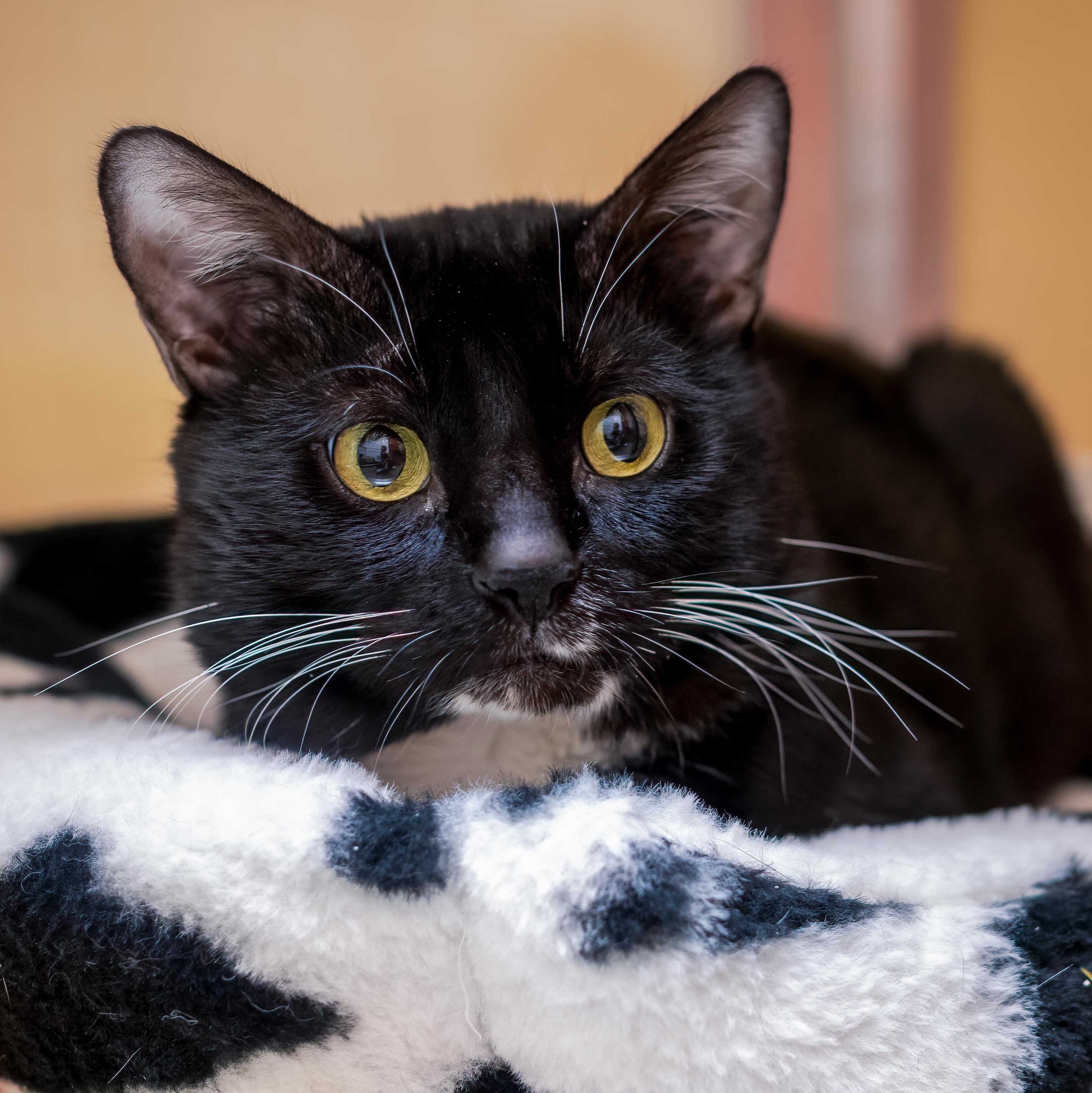 Moe (special needs, has a bobble head/wobbly gait from past head trauma), Adoptable, Adult Male Domestic Short Hair.