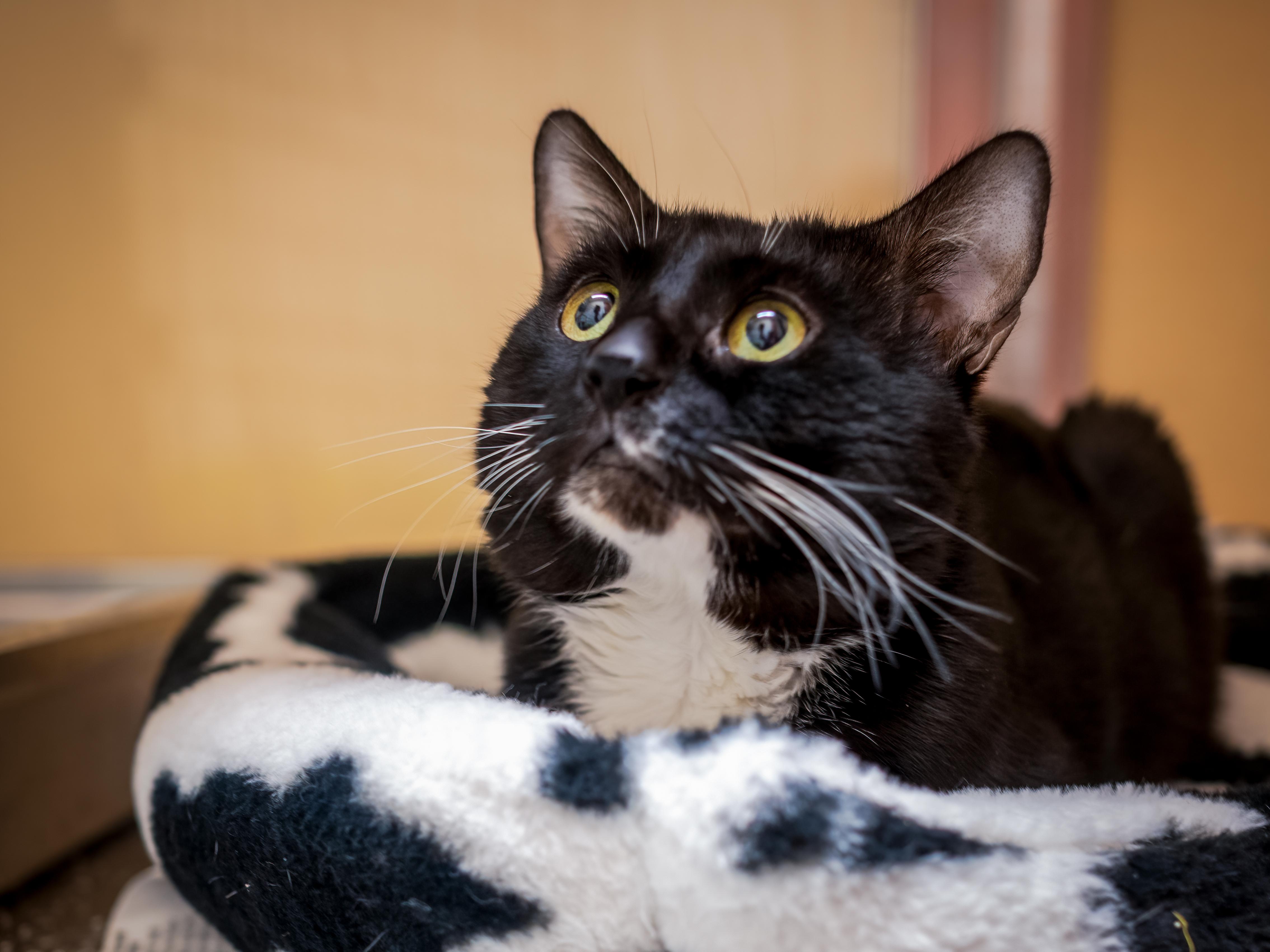 Enlarge Moe (special needs, has a bobble head/wobbly gait from past head trauma), a Adoptable Domestic Short Hair in HANSON, MA image 2/2