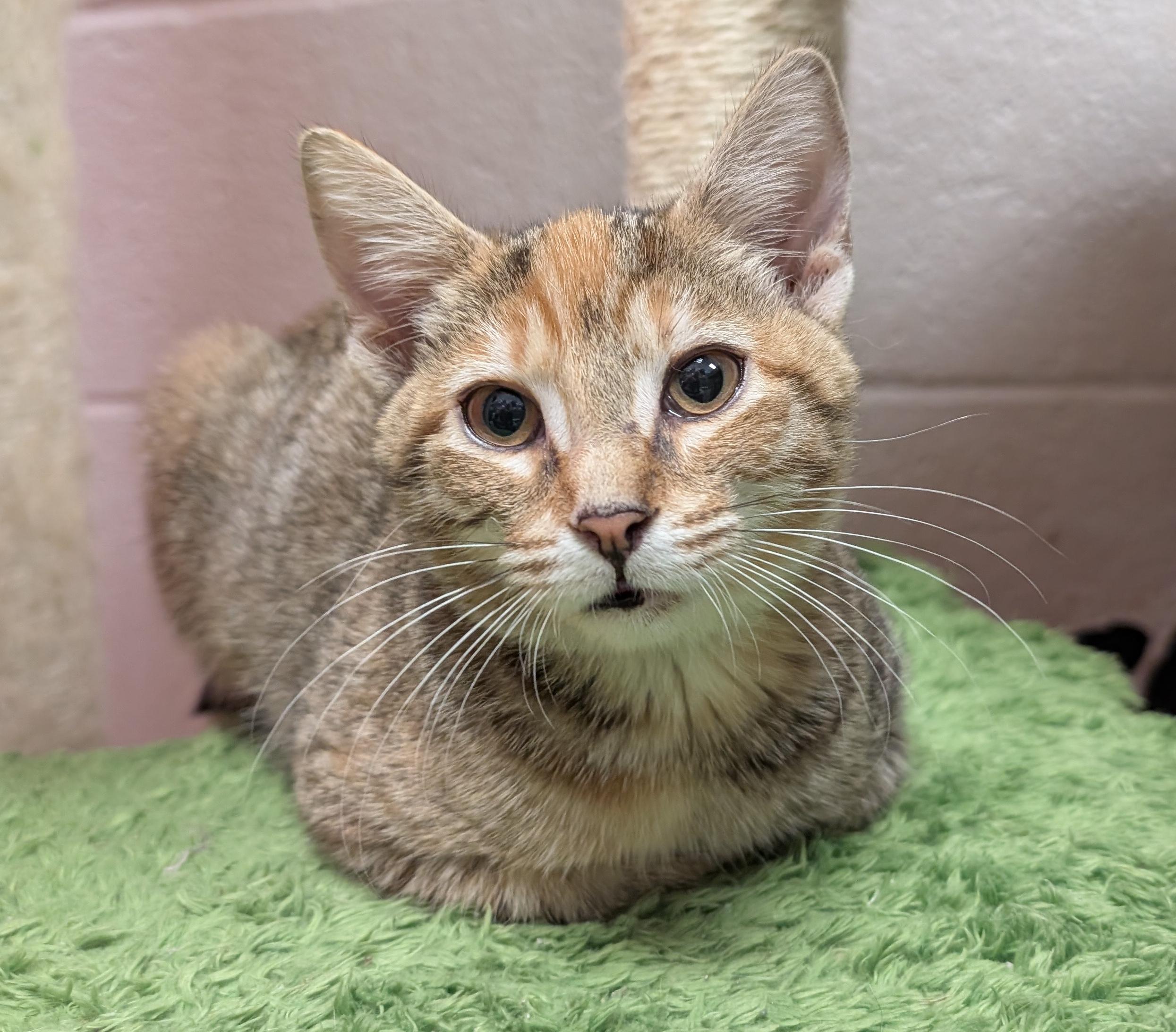Enlarge May, a Adopted Domestic Short Hair in Smithfield, NC image 1/4