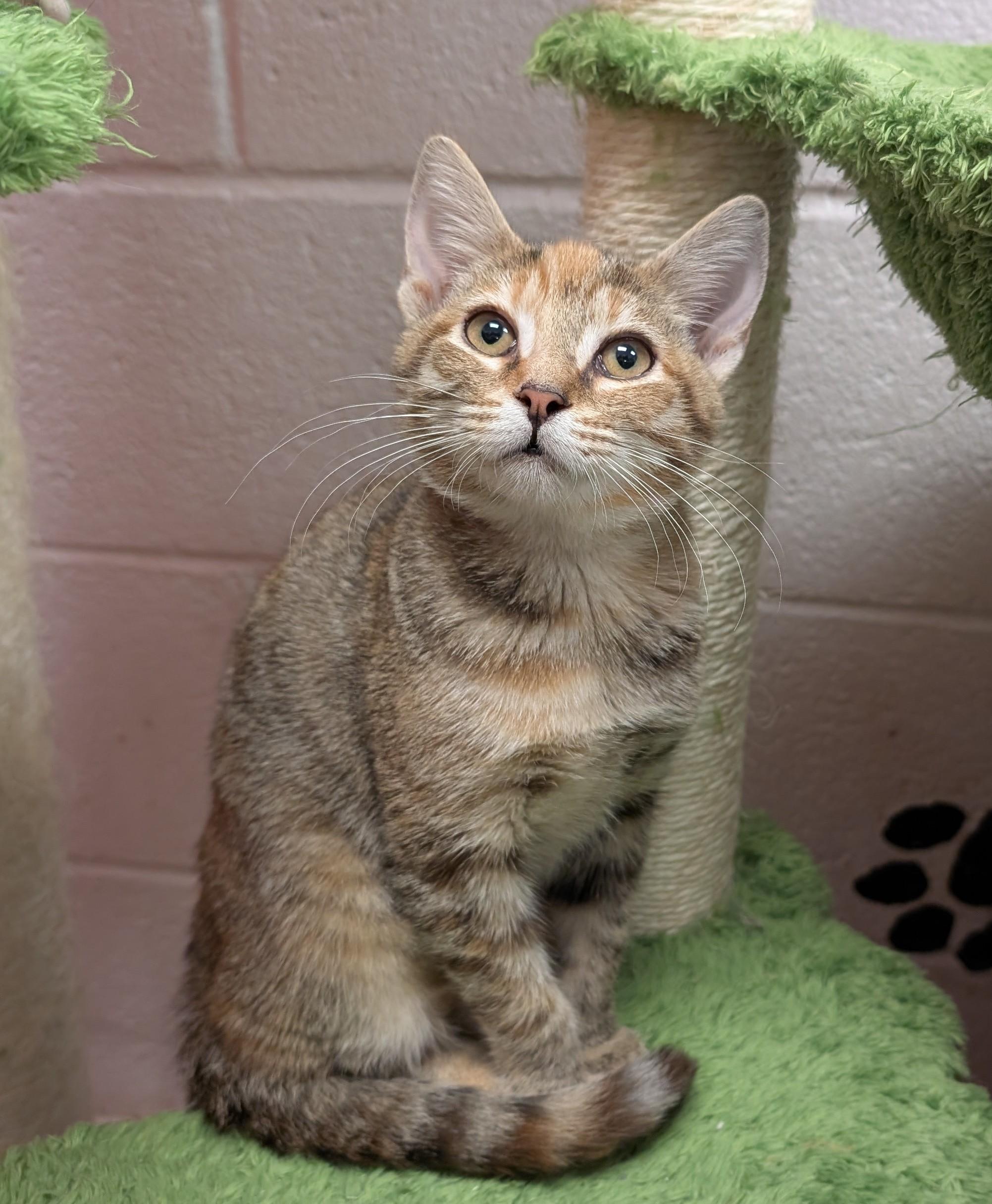 Enlarge May, a Adopted Domestic Short Hair in Smithfield, NC image 4/4