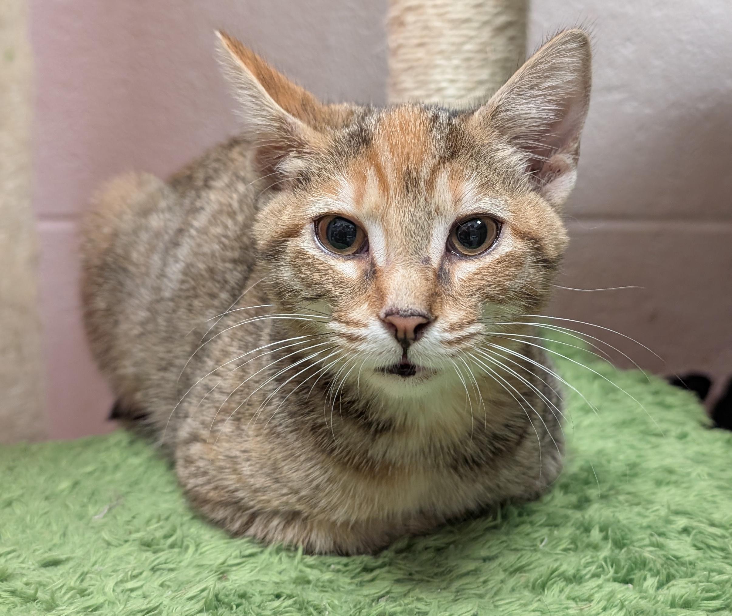 Enlarge May, a Adopted Domestic Short Hair in Smithfield, NC image 3/4