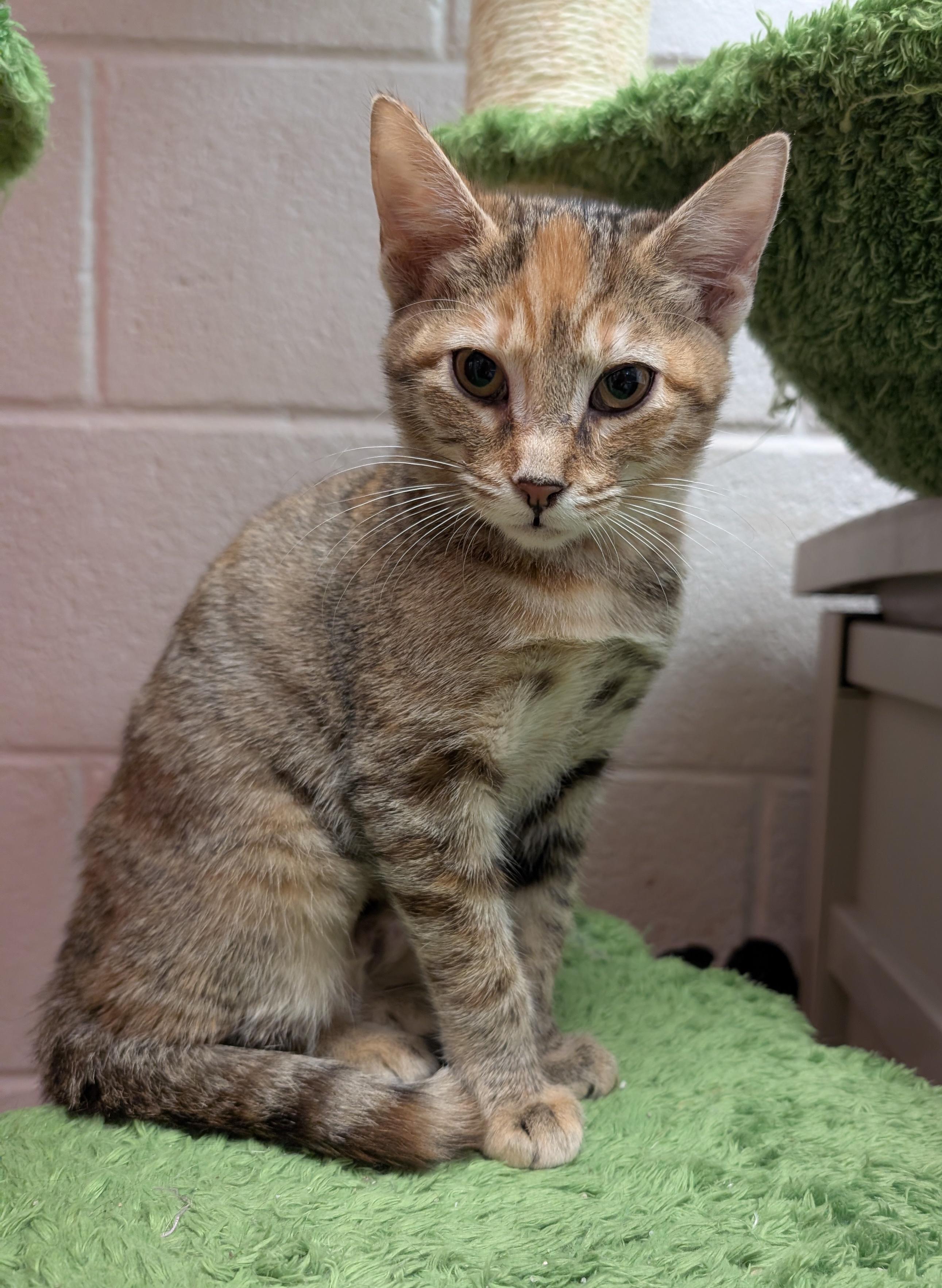 Enlarge May, a Adopted Domestic Short Hair in Smithfield, NC image 2/4