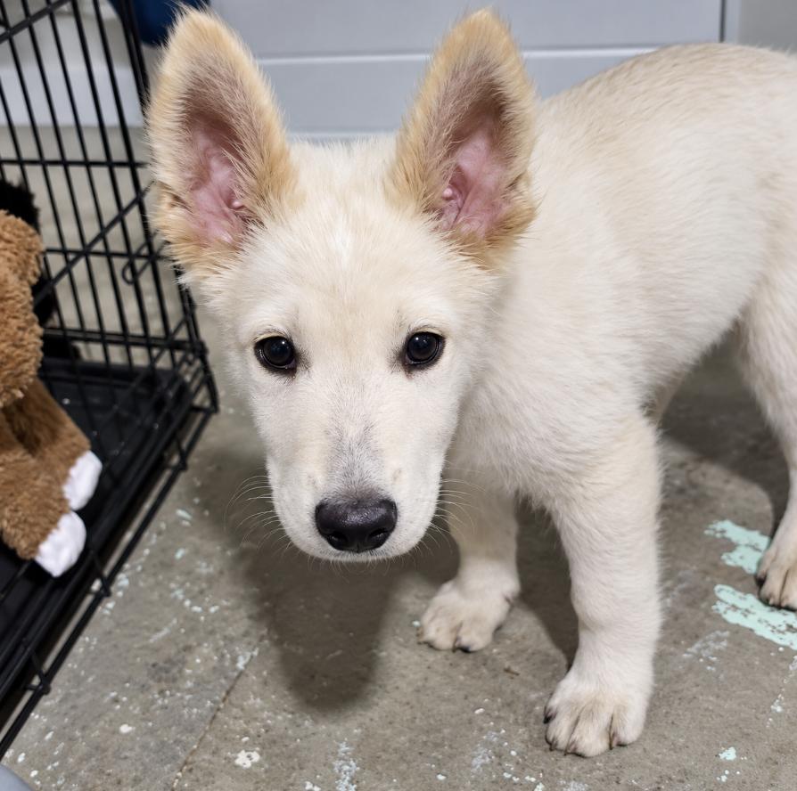 Enlarge Gouda, a Adoptable mixed breed in Cottonwood Heights, UT image 1/5