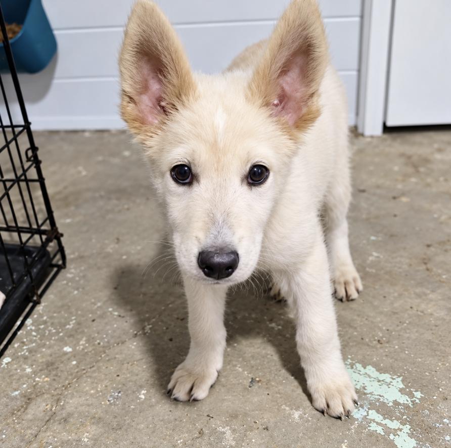 Enlarge Gouda, a Adoptable mixed breed in Cottonwood Heights, UT image 2/5
