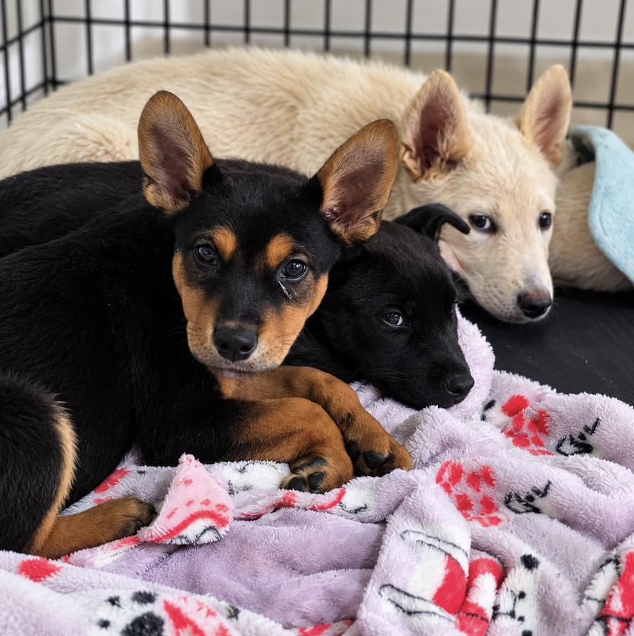 Enlarge Gouda, a Adoptable mixed breed in Cottonwood Heights, UT image 3/5