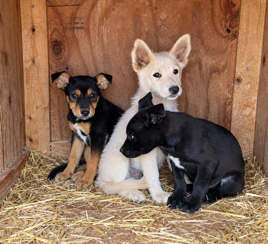 Enlarge Gouda, a Adoptable mixed breed in Cottonwood Heights, UT image 4/5