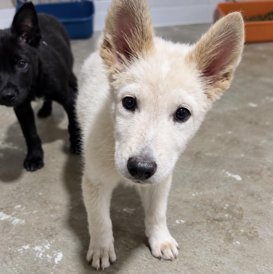 Enlarge Gouda, a Adoptable mixed breed in Cottonwood Heights, UT image 5/5