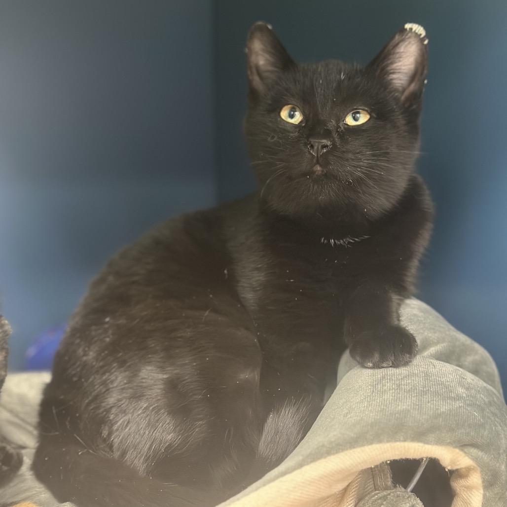 Van Gogh, Adoptable, Kitten Male Domestic Short Hair.