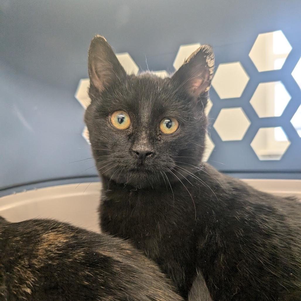 Van Gogh, Adoptable, Kitten Male Domestic Short Hair.