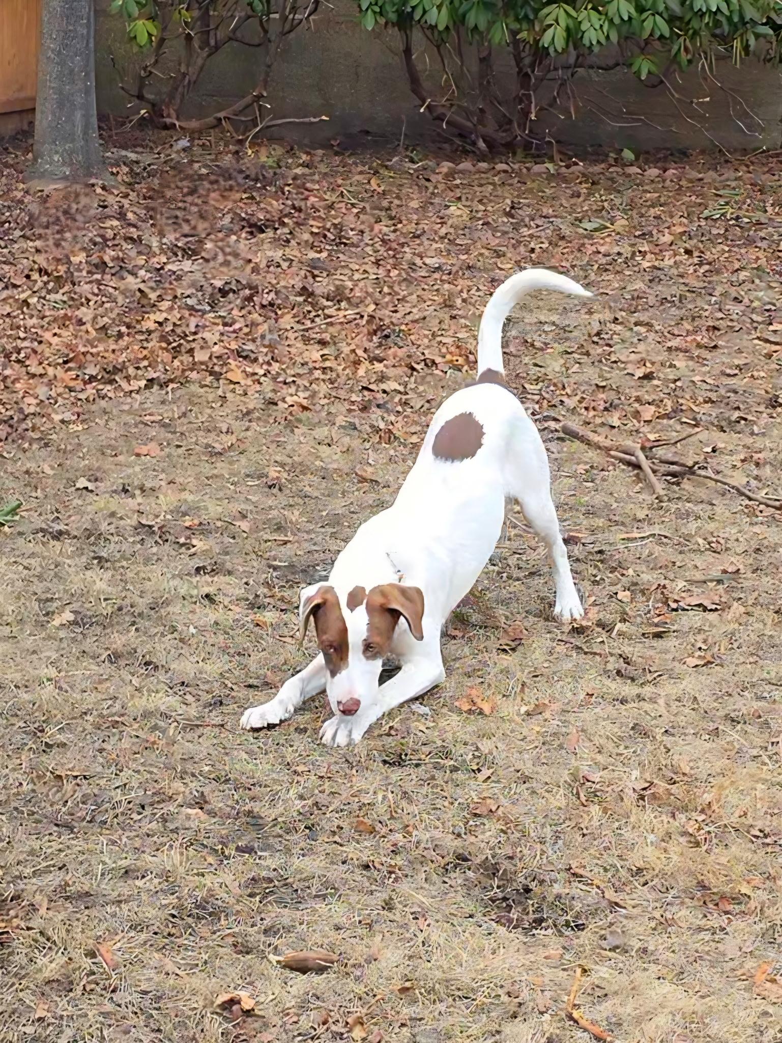 Enlarge Cammi in NH! Come Meet our Adoptable Dogs Wednesday-Saturday. More info in Bio!, an adopted mixed breed in Manchester, NH image 6/6