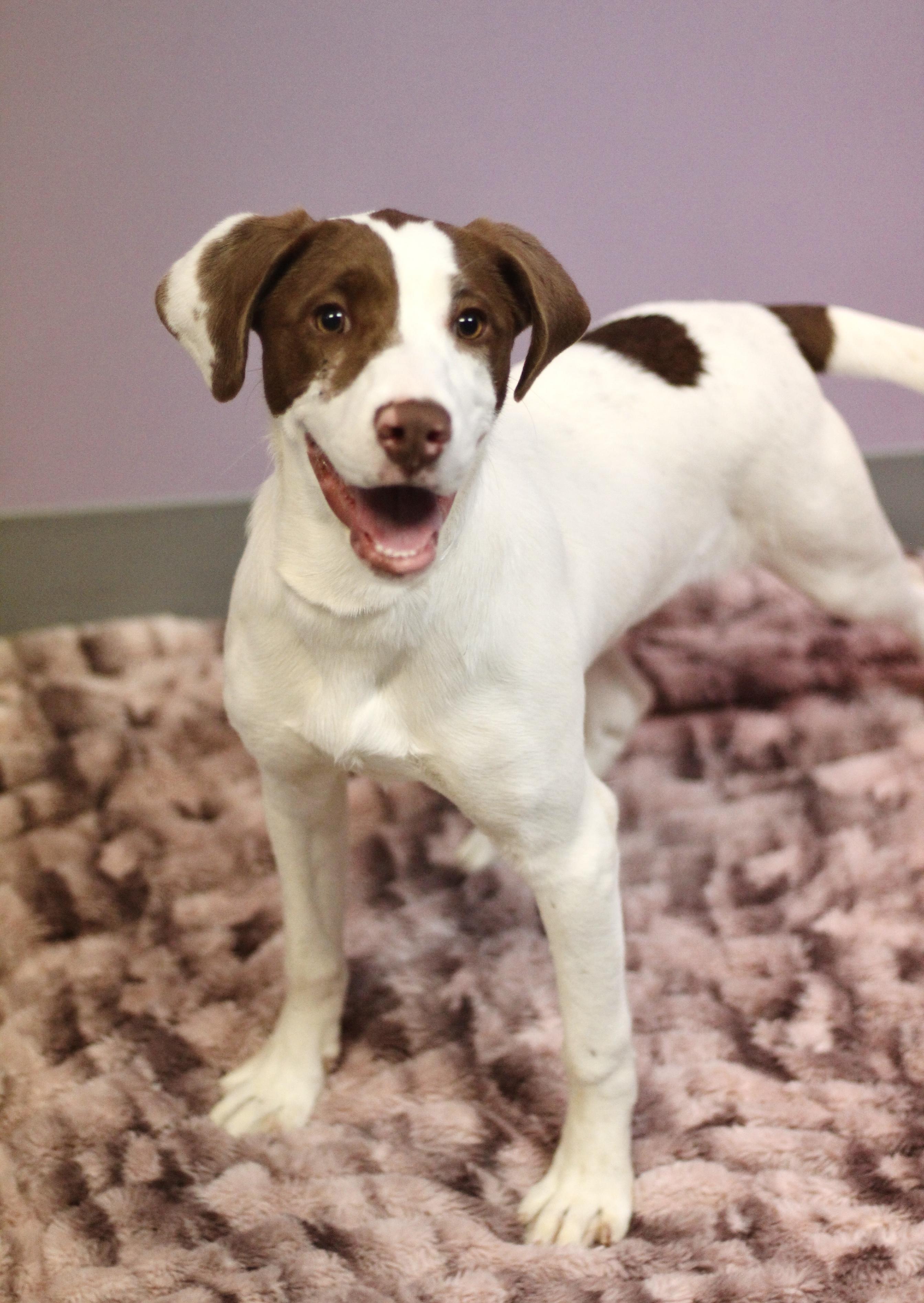 Cammi in NH! Come Meet our Adoptable Dogs Wednesday-Saturday. More info in Bio!, a ADOPTABLE mixed breed in Manchester, NH image 2/5