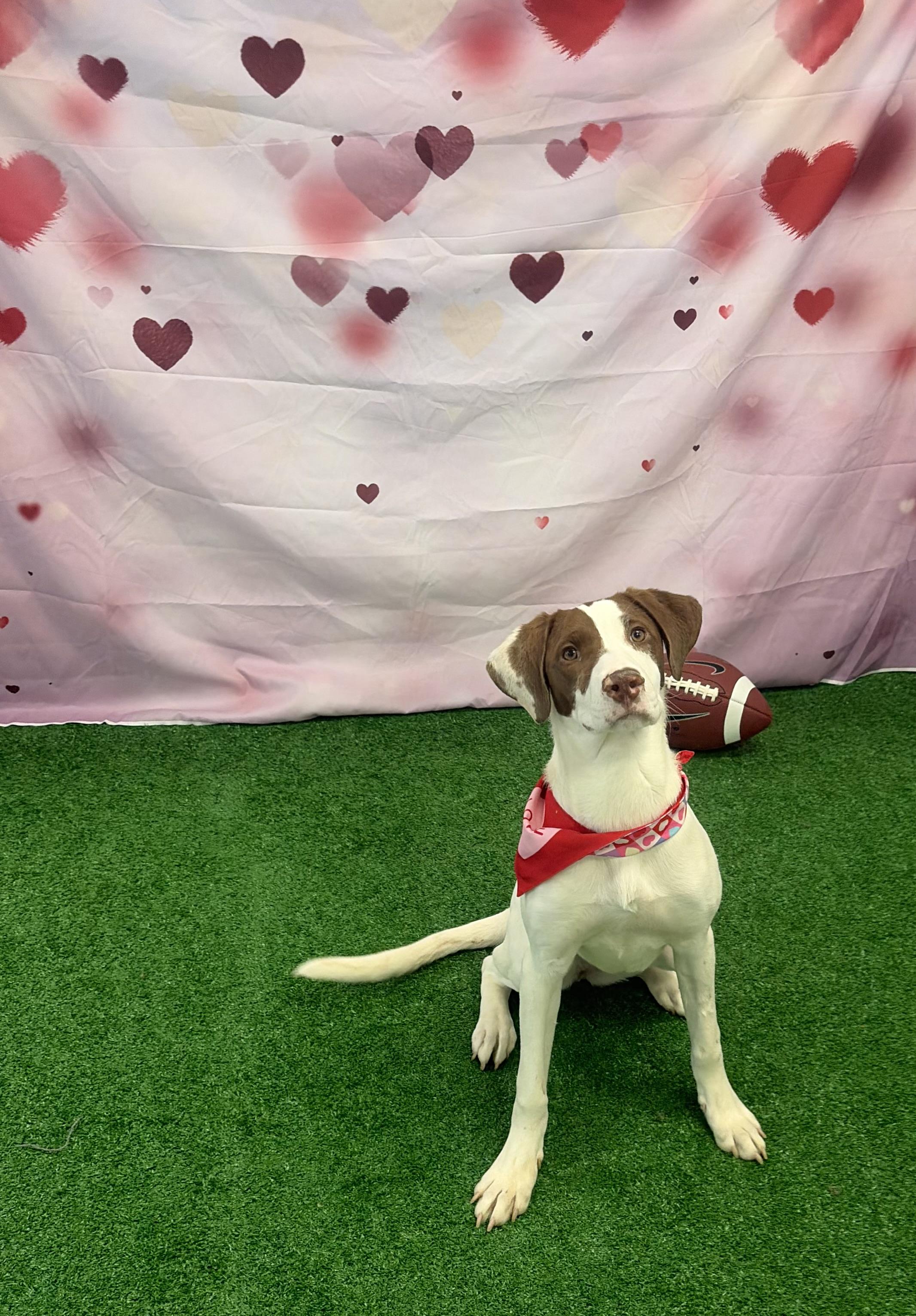 Enlarge Cammi in NH! Come Meet our Adoptable Dogs Wednesday-Saturday. More info in Bio!, an adopted mixed breed in Manchester, NH image 5/6