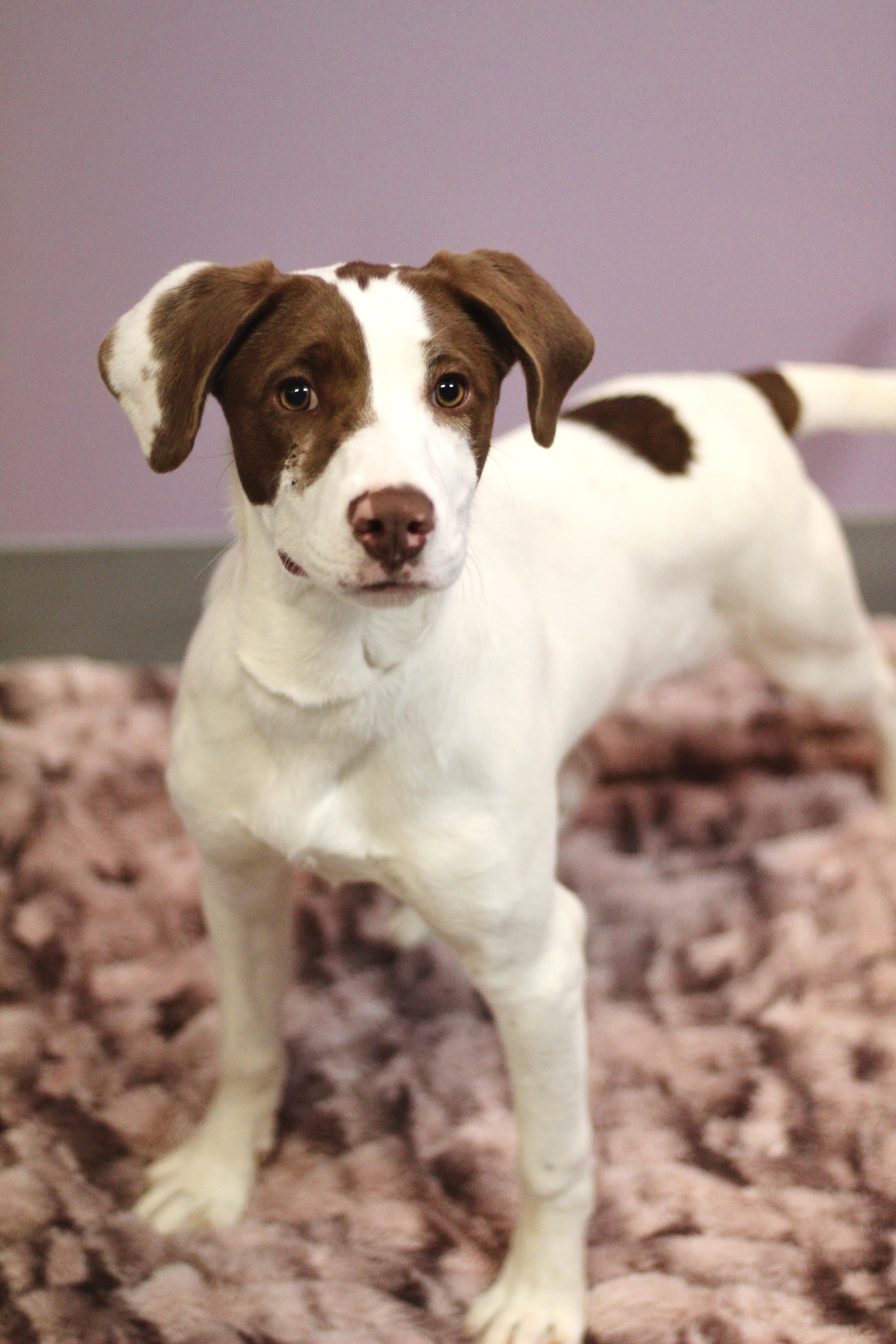 Cammi in NH! Come Meet our Adoptable Dogs Wednesday-Saturday. More info in Bio!, a ADOPTABLE mixed breed in Manchester, NH image 5/5