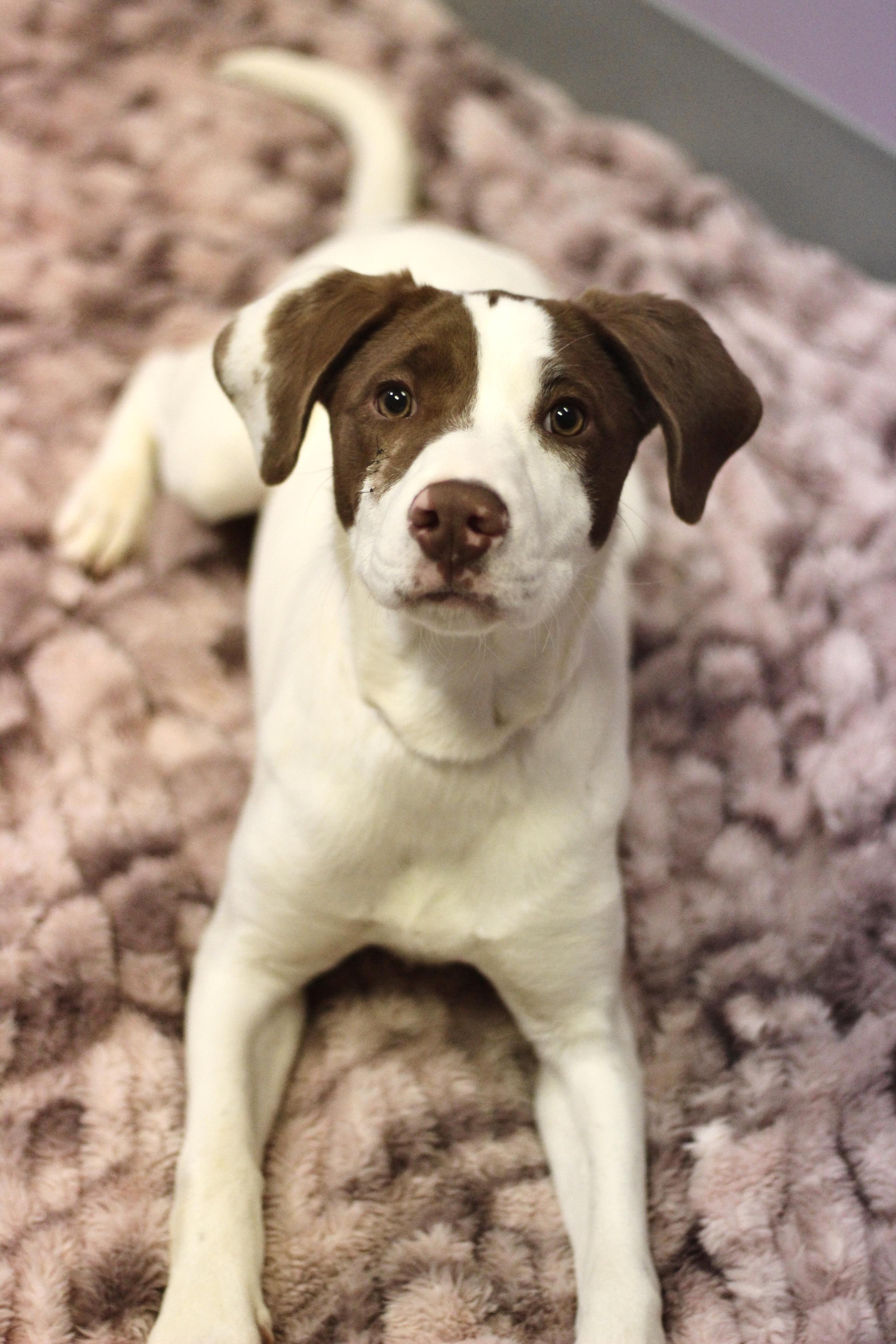 Cammi in NH! Come Meet our Adoptable Dogs Wednesday-Saturday. More info in Bio!, a ADOPTABLE mixed breed in Manchester, NH image 3/5