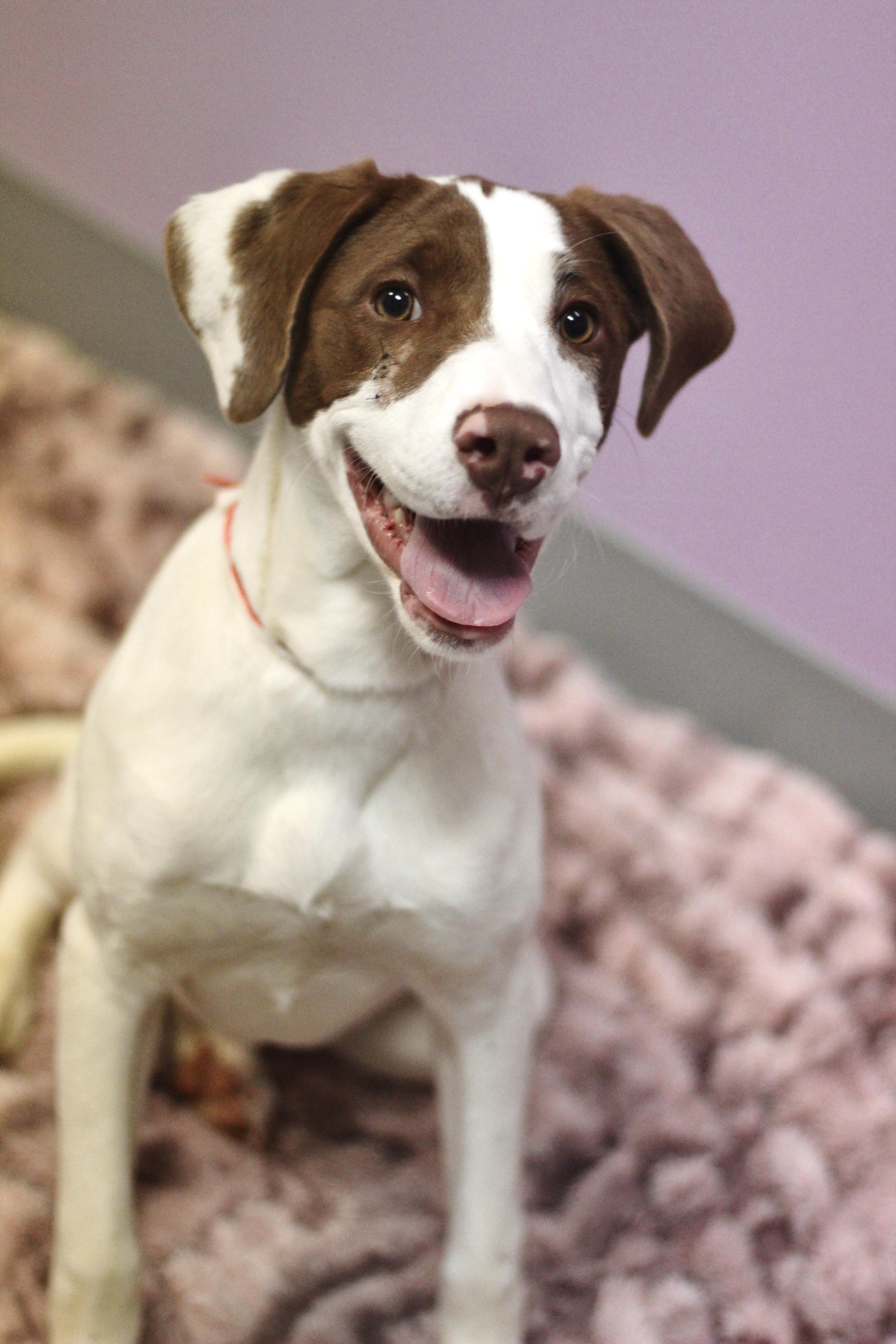 Cammi in NH! Come Meet our Adoptable Dogs Wednesday-Saturday. More info in Bio!, a ADOPTABLE mixed breed in Manchester, NH image 4/5