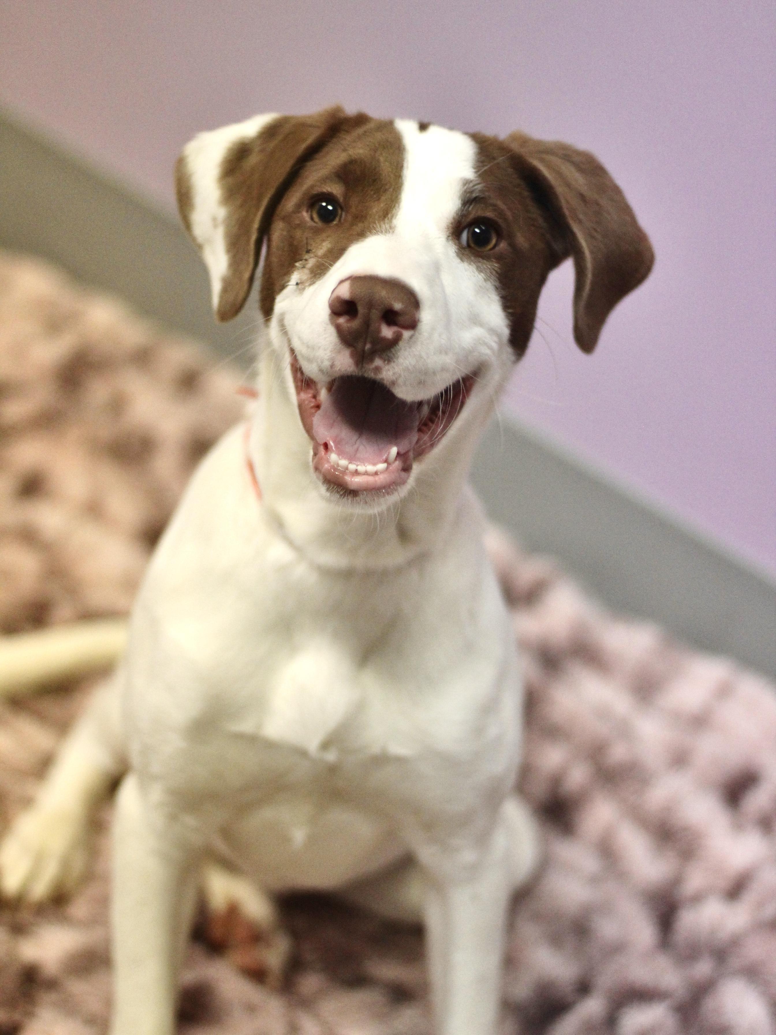 Cammi in NH! Come Meet our Adoptable Dogs Wednesday-Saturday. More info in Bio!, ADOPTABLE, Puppy Female Boxer.