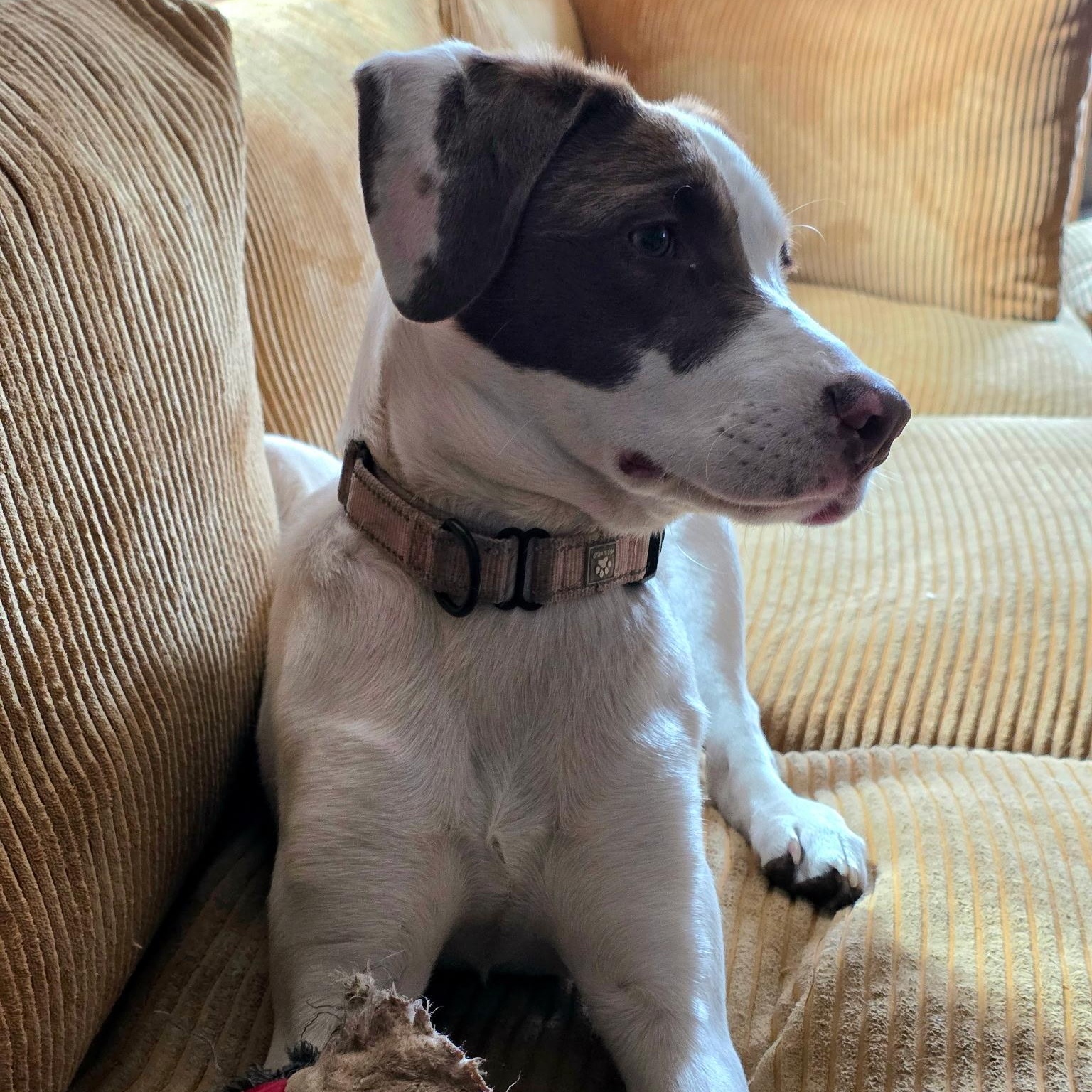 Enlarge Cammi in NH! Come Meet our Adoptable Dogs Wednesday-Saturday. More info in Bio!, an adopted mixed breed in Manchester, NH image 3/6