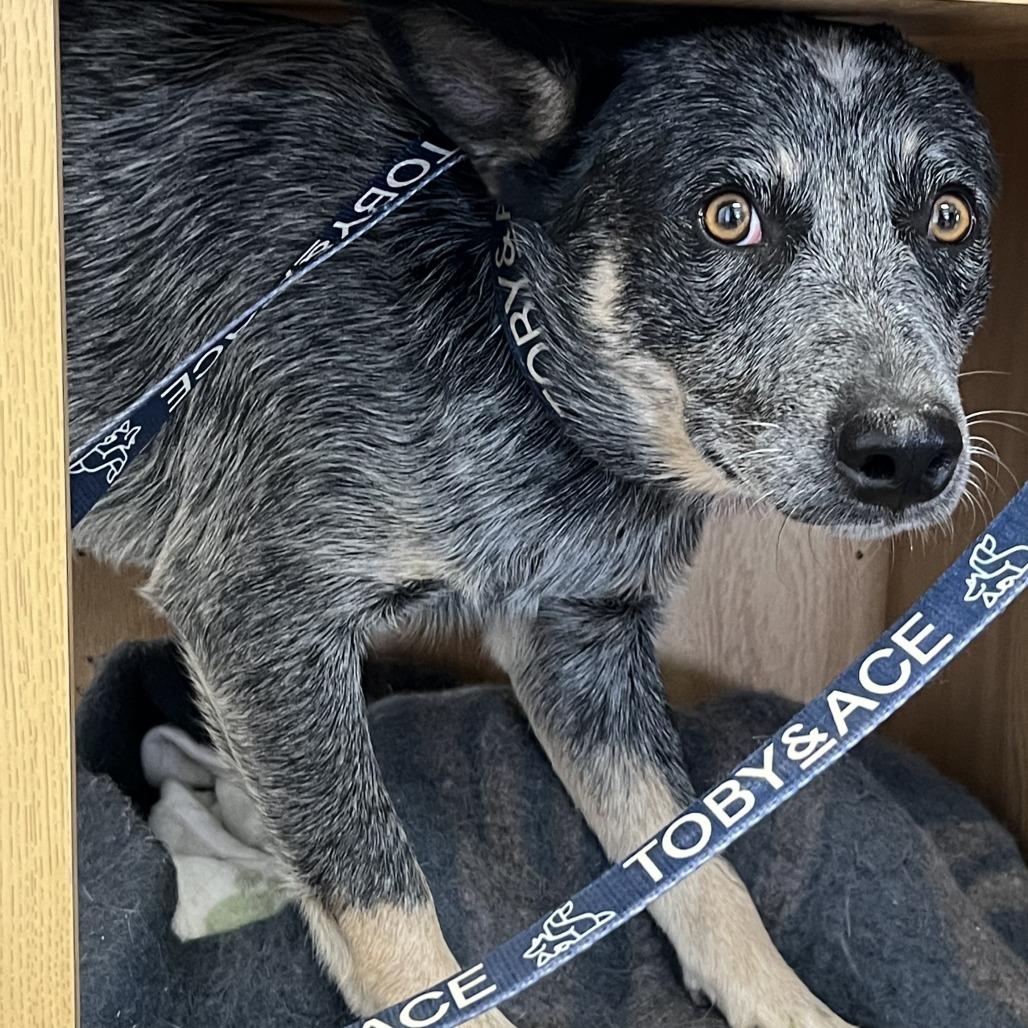 Enlarge Clancy, a Adoptable Australian Cattle Dog / Blue Heeler in Pagosa Springs, CO image 1/1