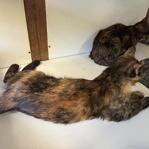 Enlarge Berry, a Adoptable Domestic Short Hair in Braintree, MA image 2/3