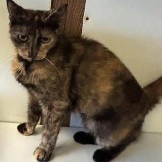 Enlarge Berry, a Adoptable Domestic Short Hair in Braintree, MA image 1/3