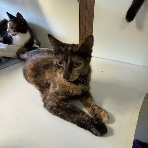 Enlarge Berry, a Adoptable Domestic Short Hair in Braintree, MA image 3/3
