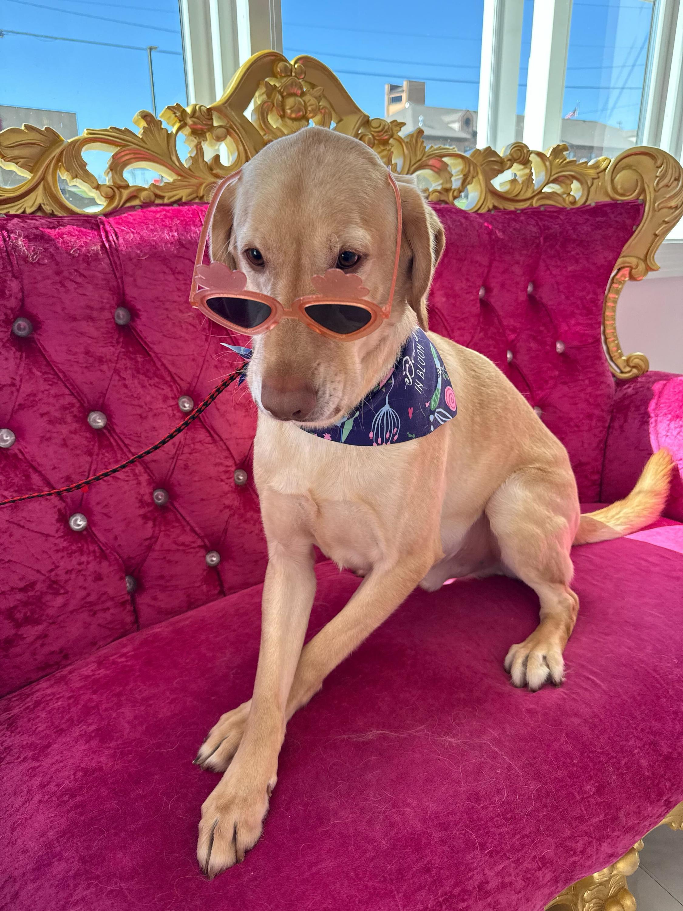 Pumpernickel , ADOPTABLE, Adult Male Labrador Retriever.