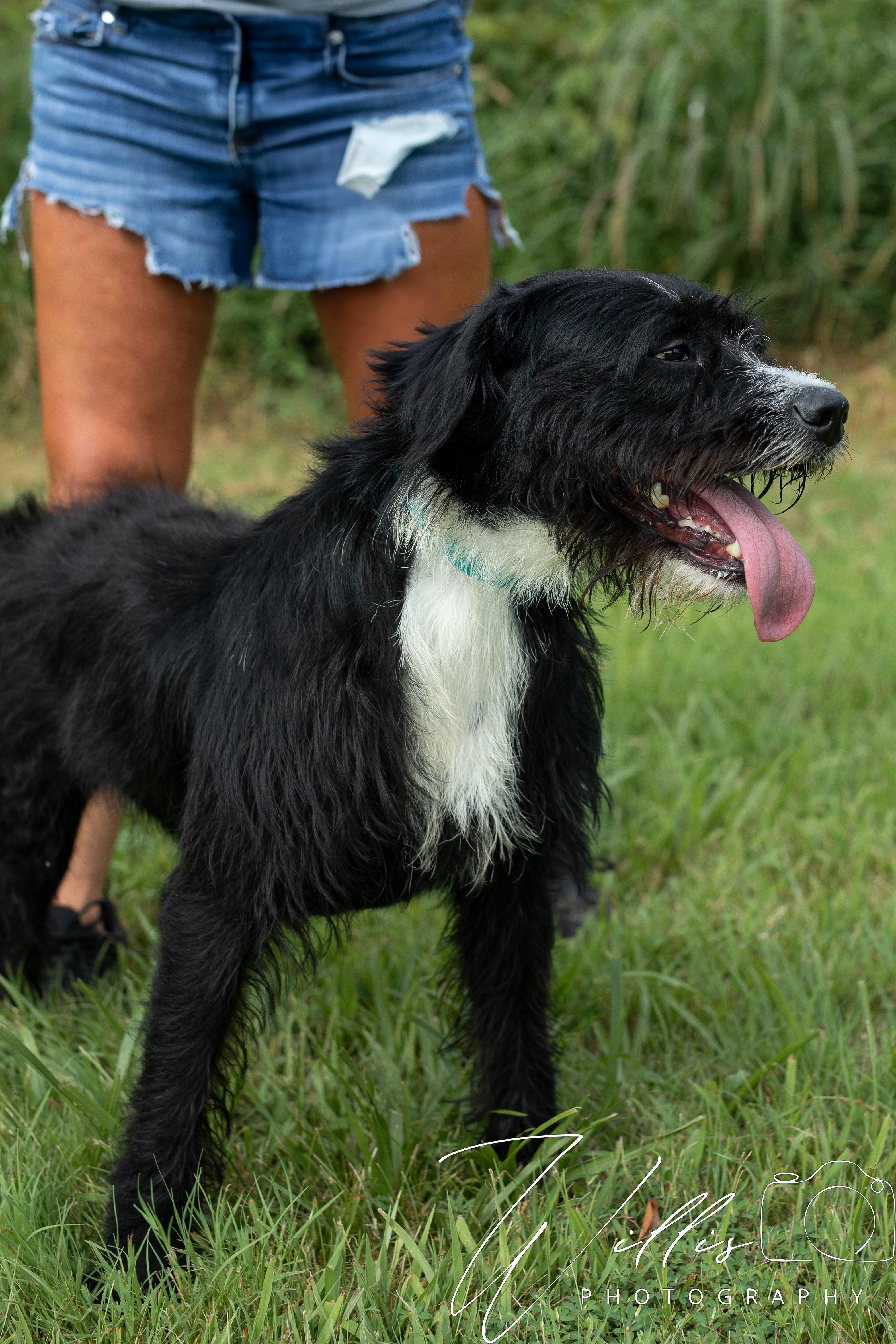 Izzy - Sponsored Adoption, an adoptable Labradoodle in Dixon, KY, 42409 | Photo Image 4