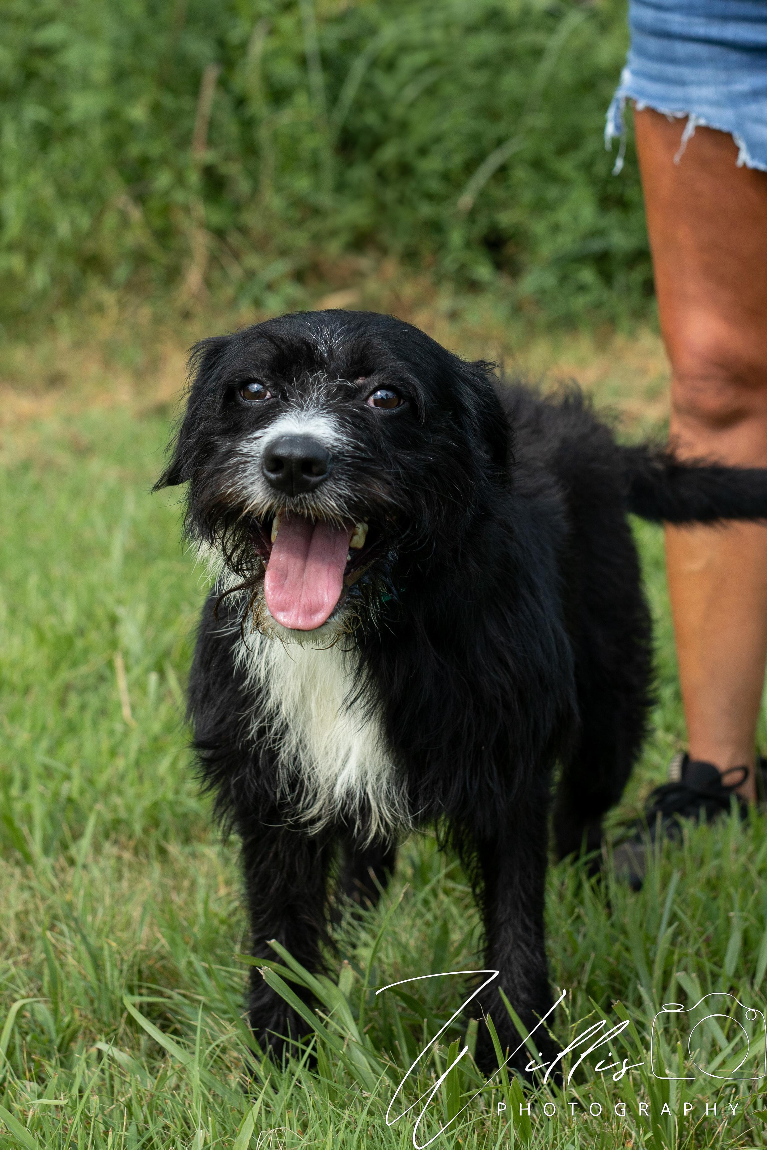 Izzy - Sponsored Adoption, an adoptable Labradoodle in Dixon, KY, 42409 | Photo Image 1
