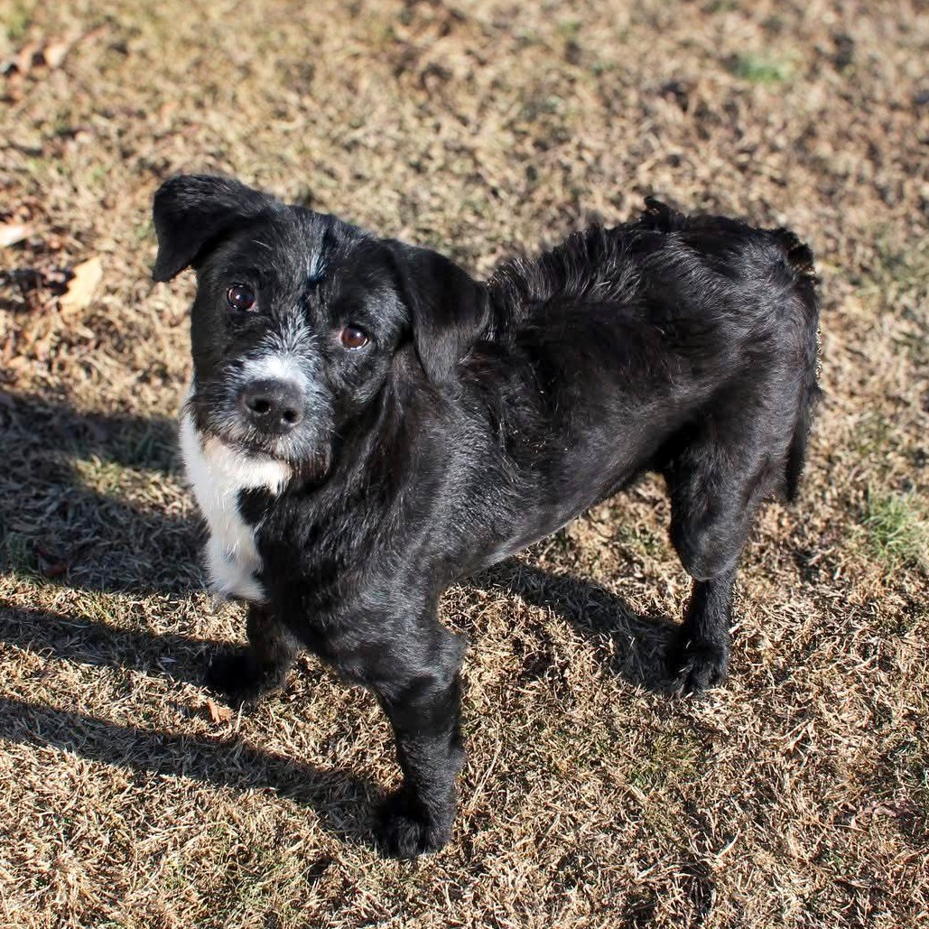 Izzy - Sponsored Adoption, an adoptable Labradoodle in Dixon, KY, 42409 | Photo Image 4